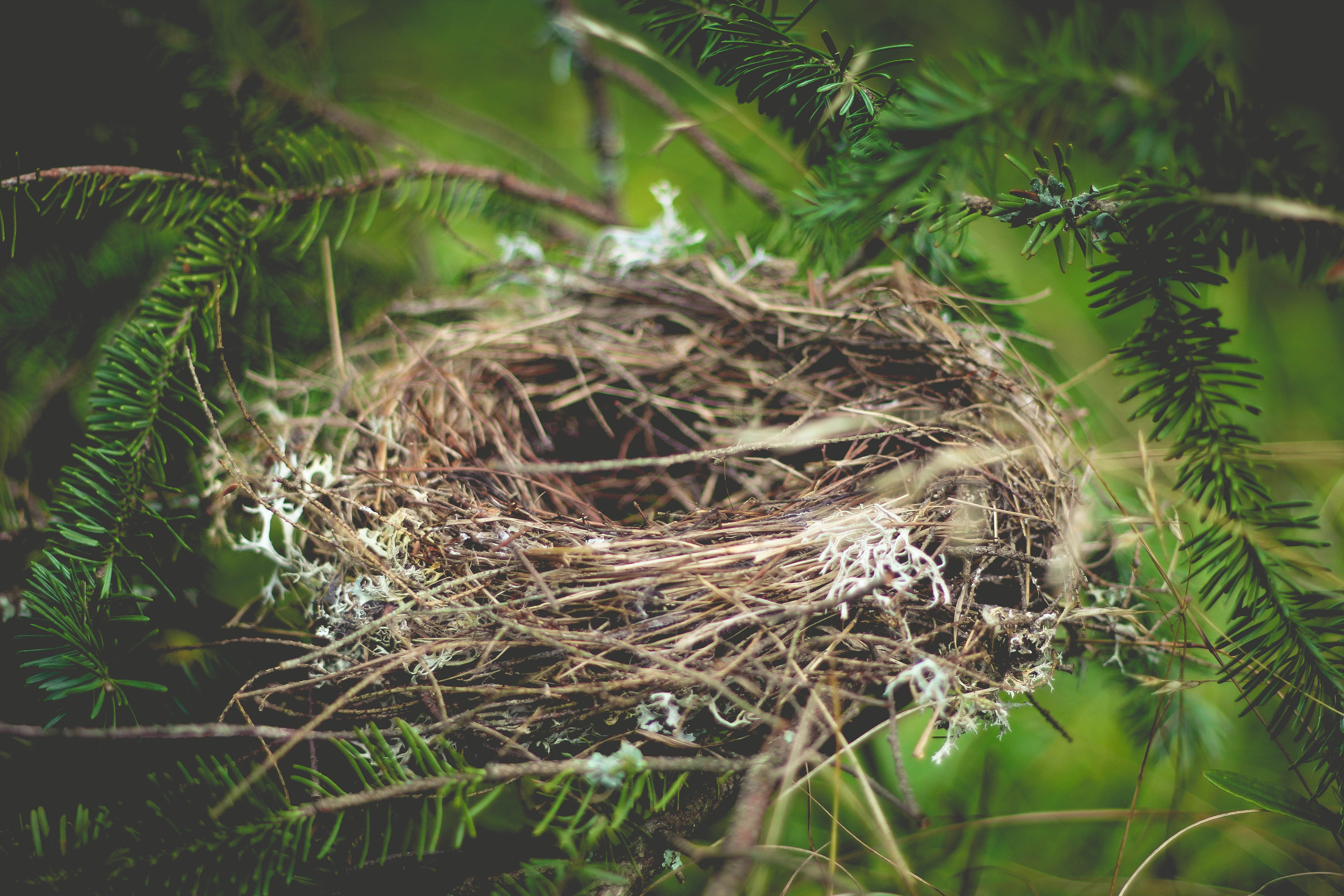 Bird's nest in a pine tree HD Wallpaper