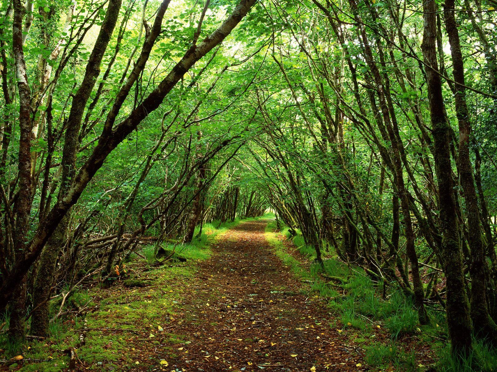 A path through a dense green forest tunnel HD Wallpaper
