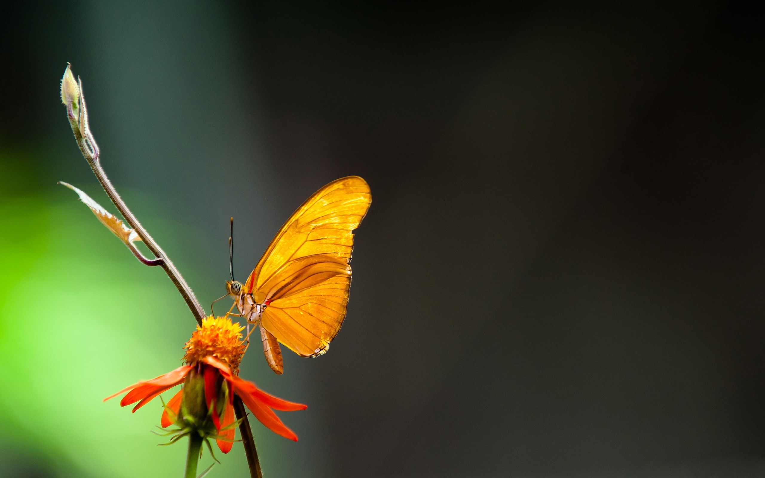 Orange butterfly on a flower HD Wallpaper