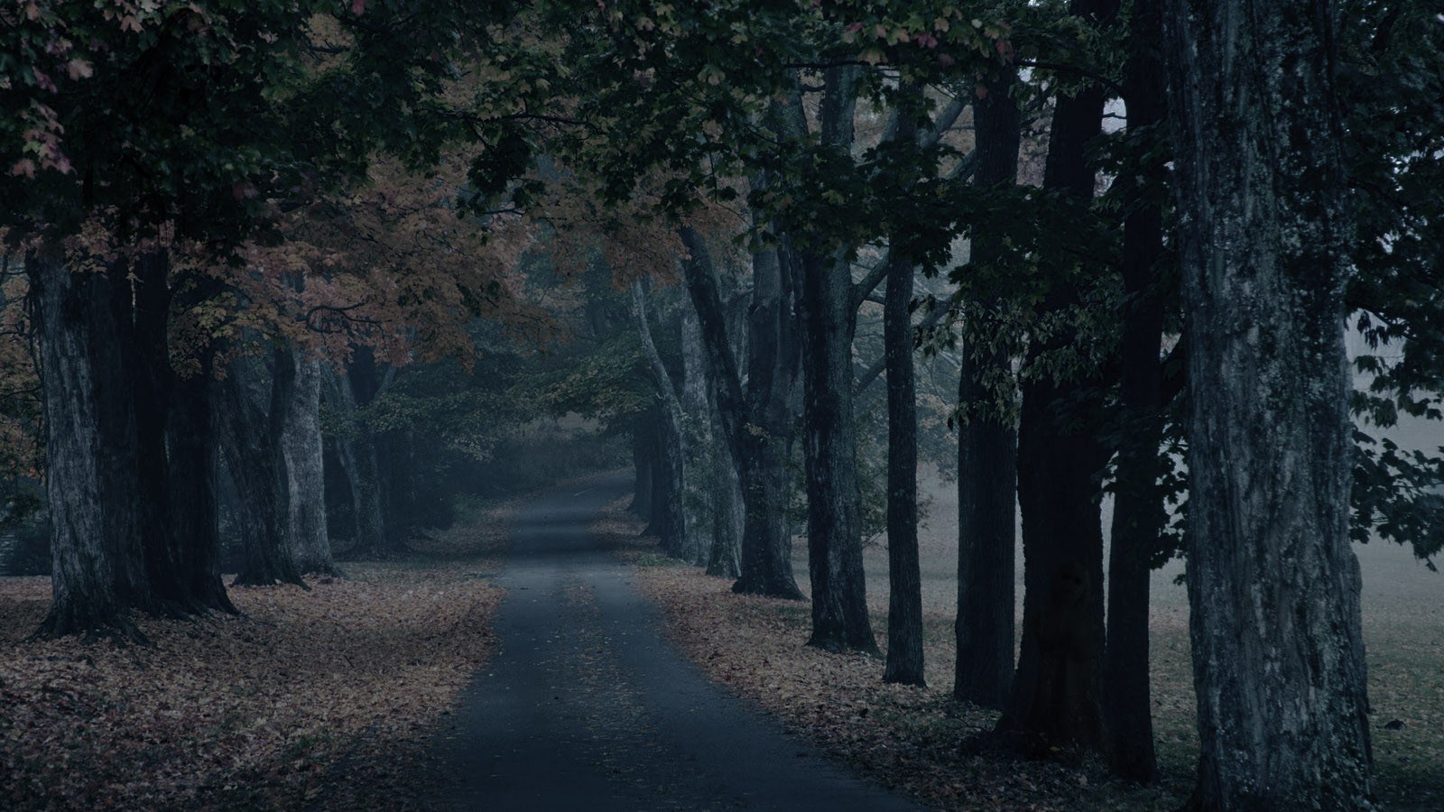 Tree-lined path in foggy autumn forest HD Wallpaper