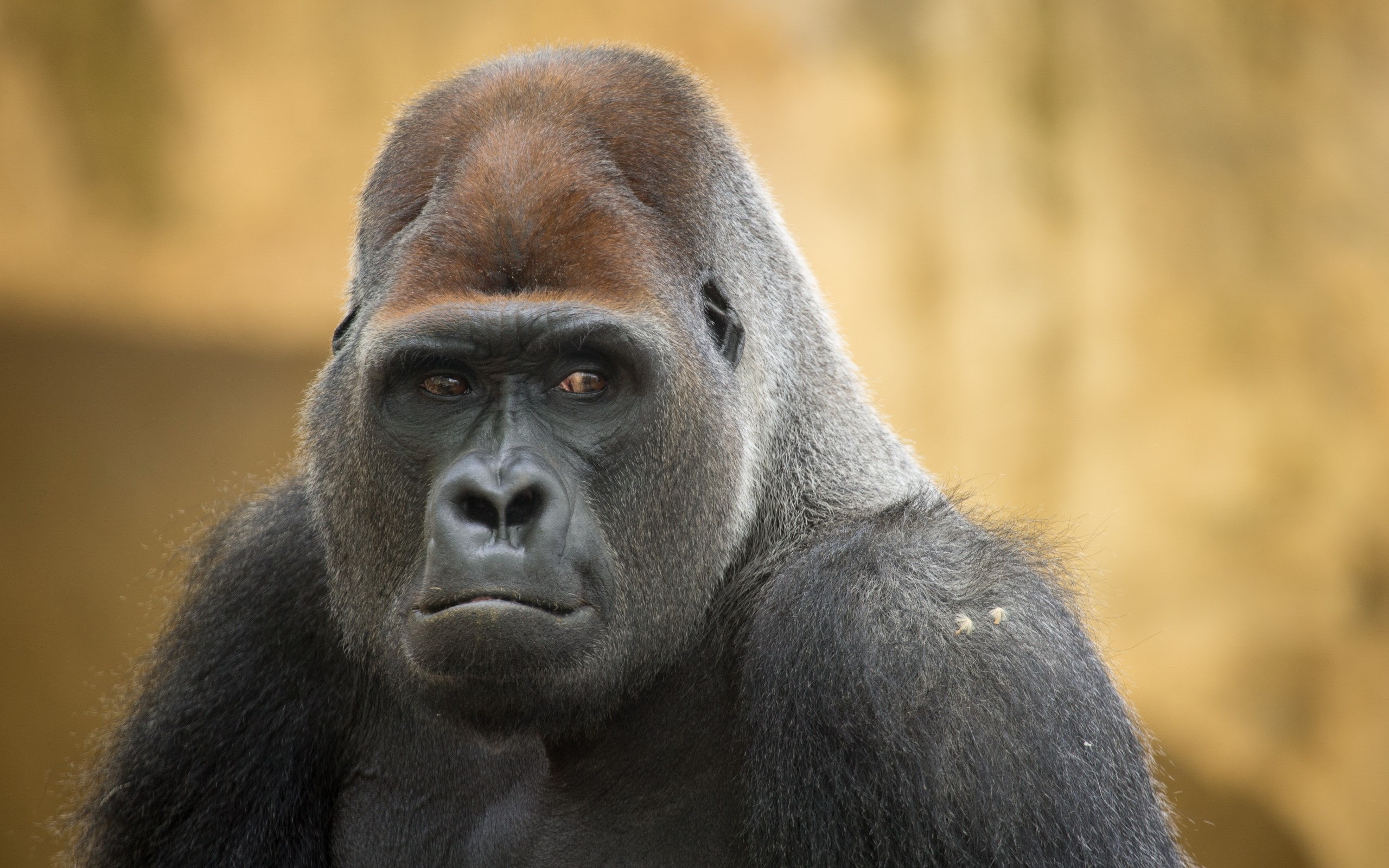 Close-up of a male gorilla HD Wallpaper