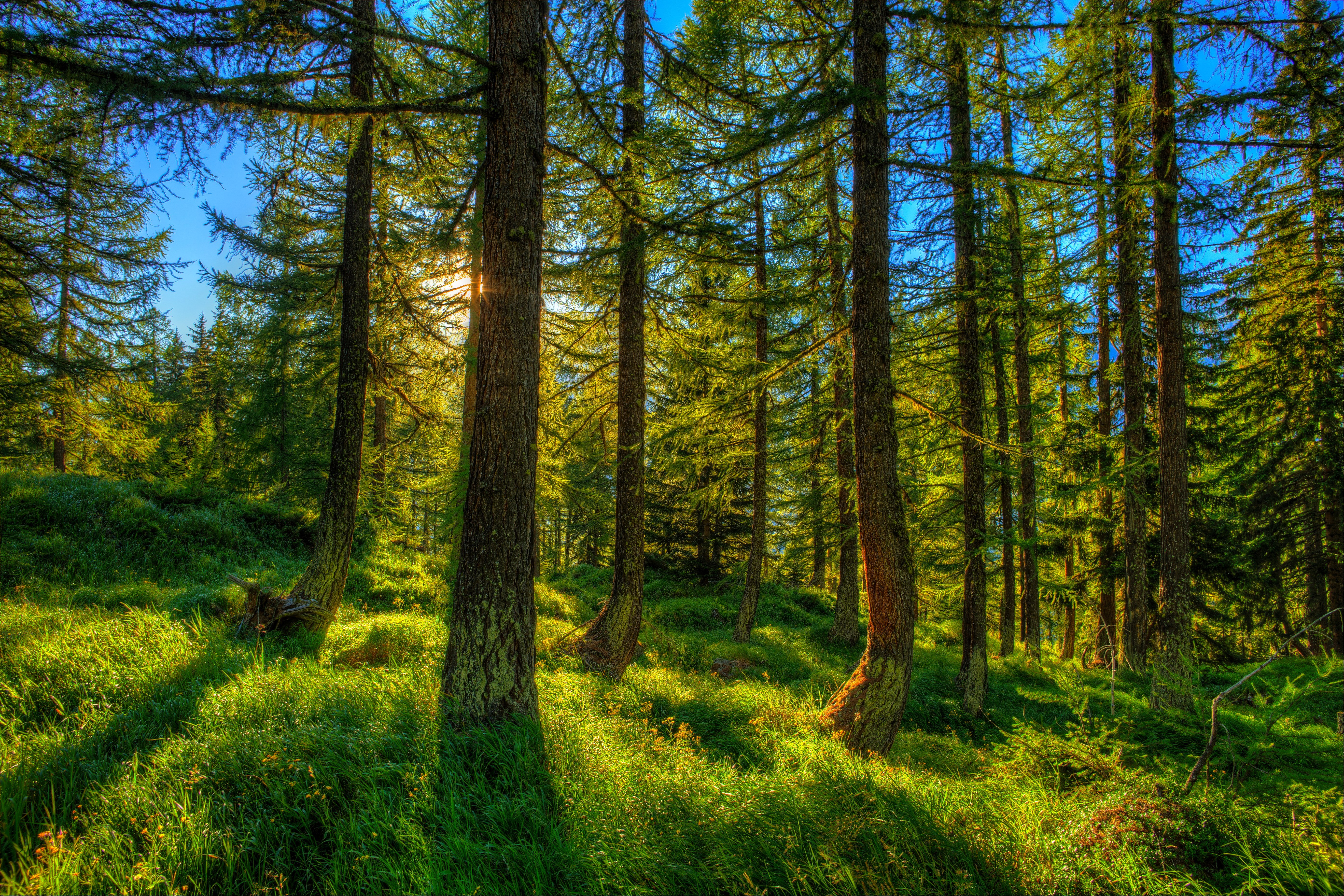 Sunlight filtering through a forest with tall trees HD Wallpaper