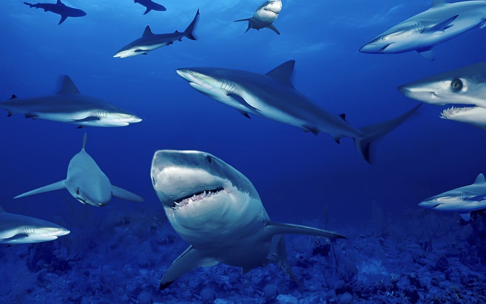 Multiple sharks swimming in blue ocean water HD Wallpaper