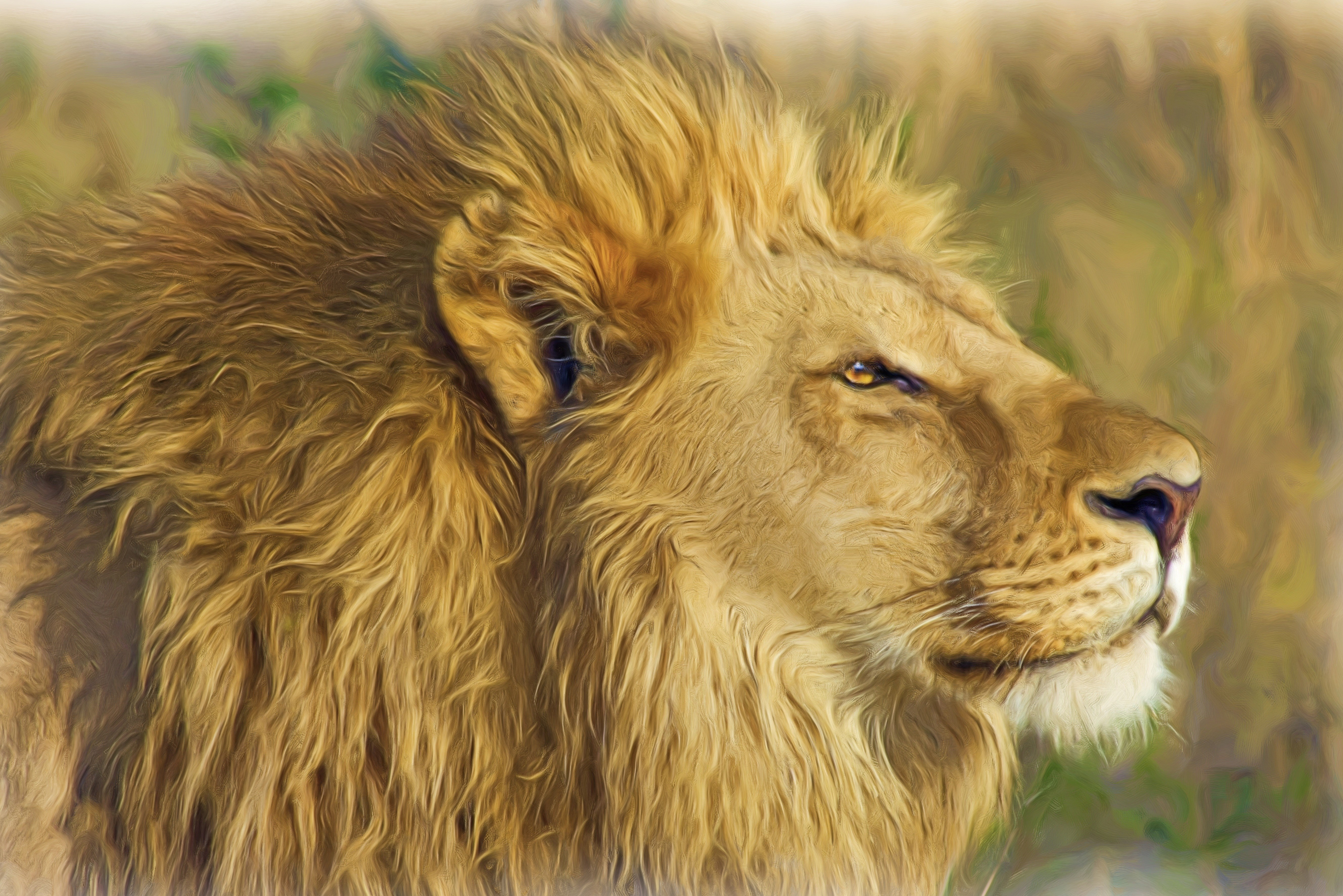 Lion with golden mane in profile HD Wallpaper