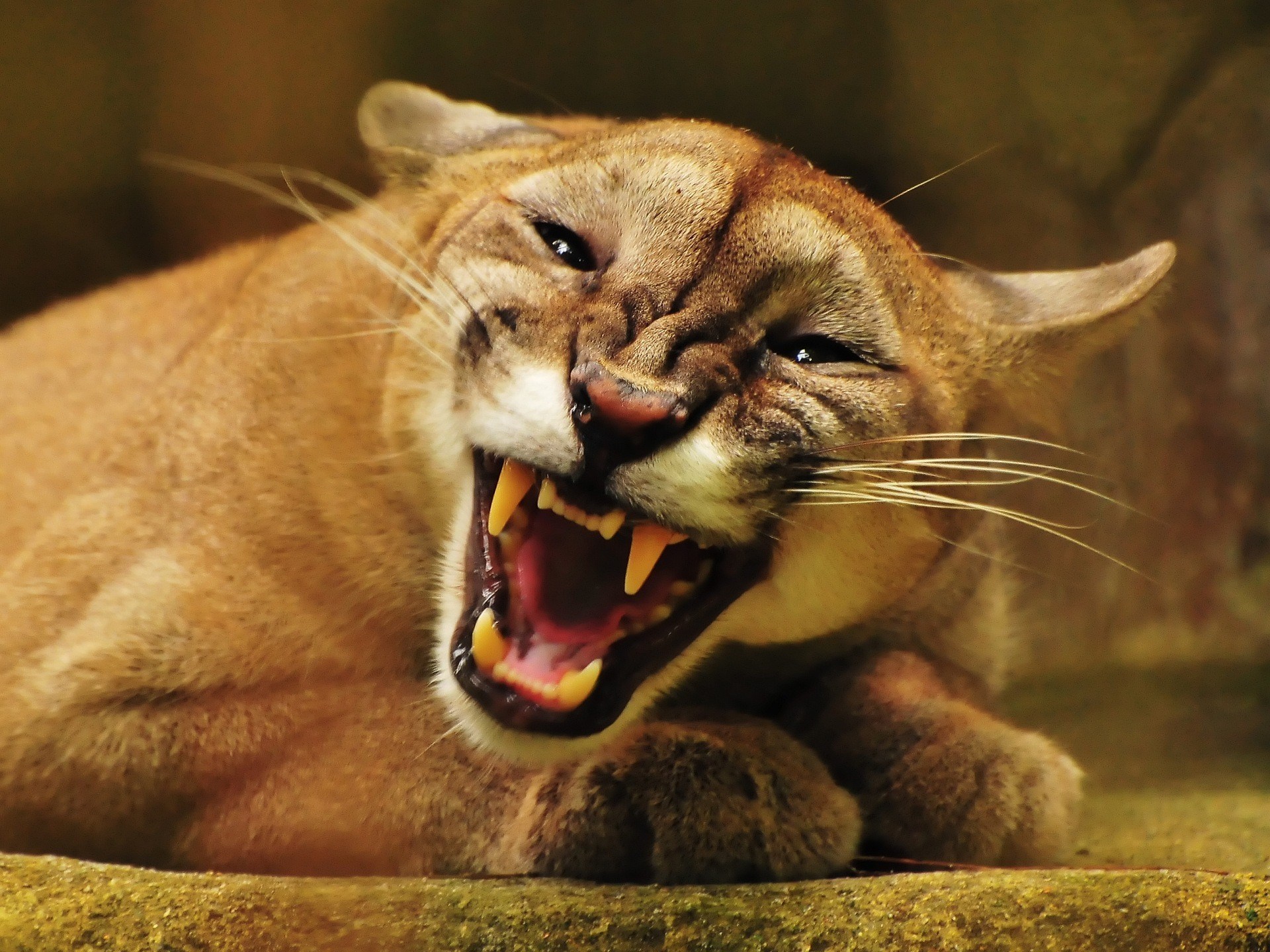 Cougar roaring with sharp teeth HD Wallpaper