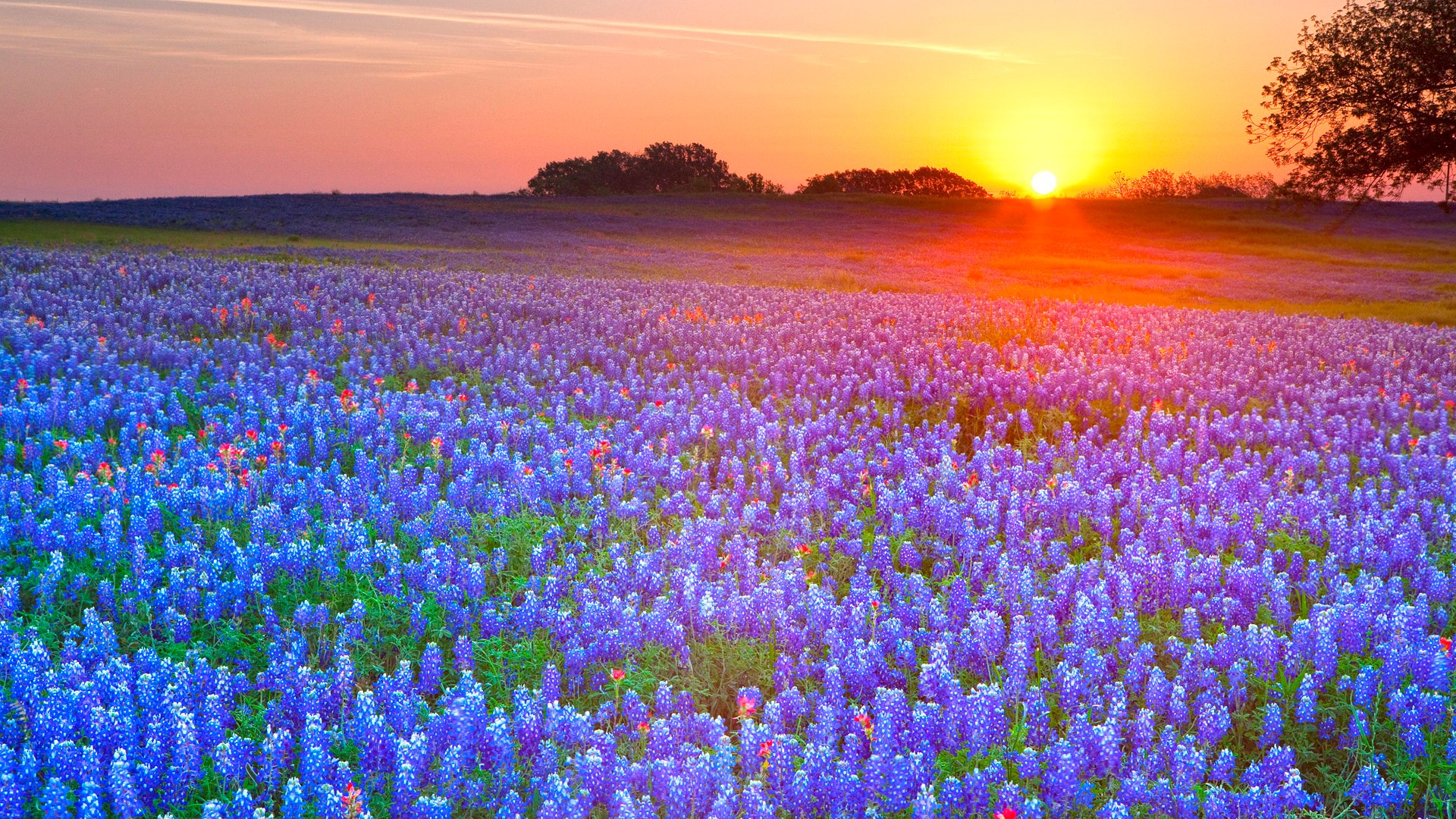 Texas Bluebonnets at Sunset HD Wallpaper