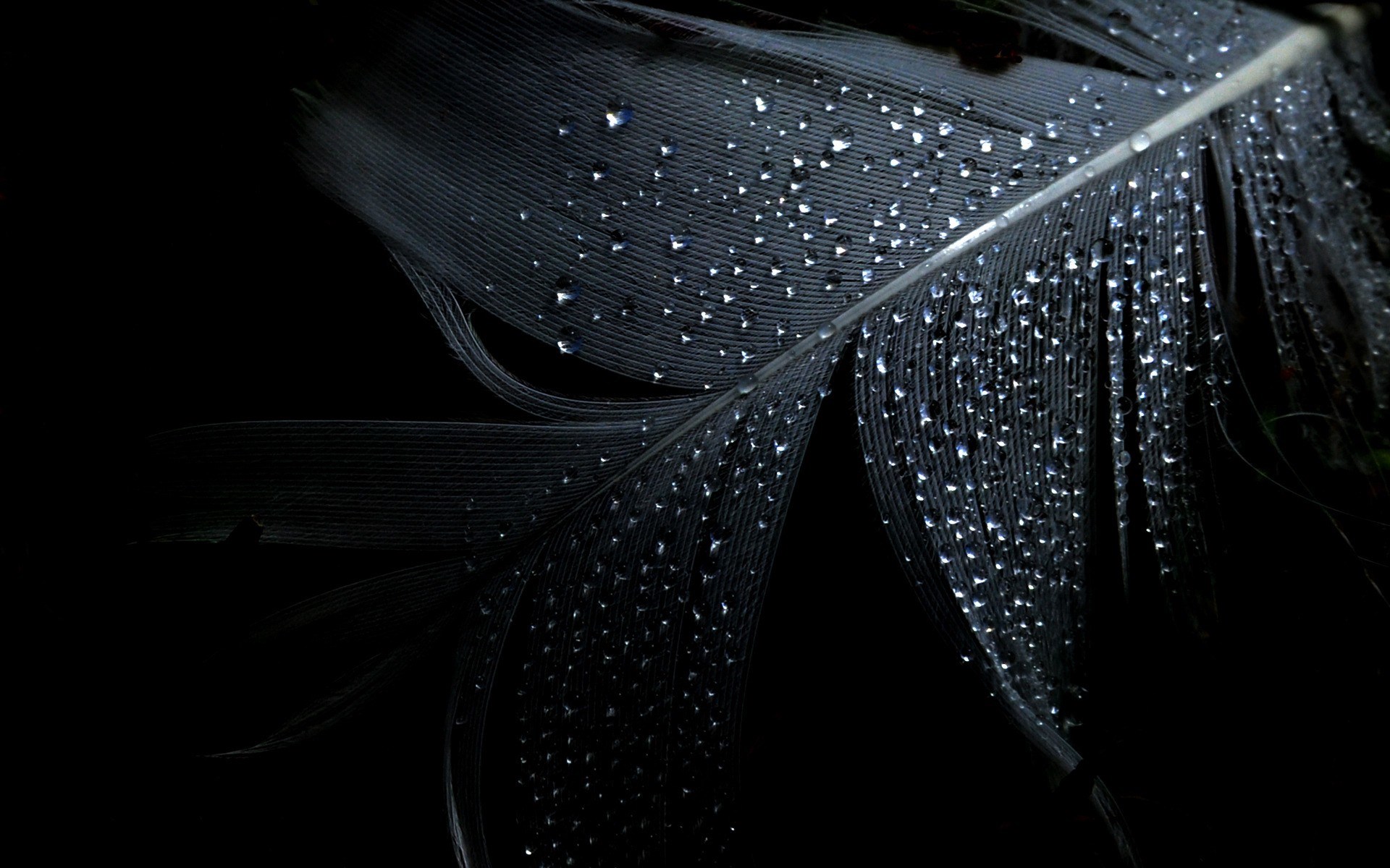 Black feather with water droplets HD Wallpaper