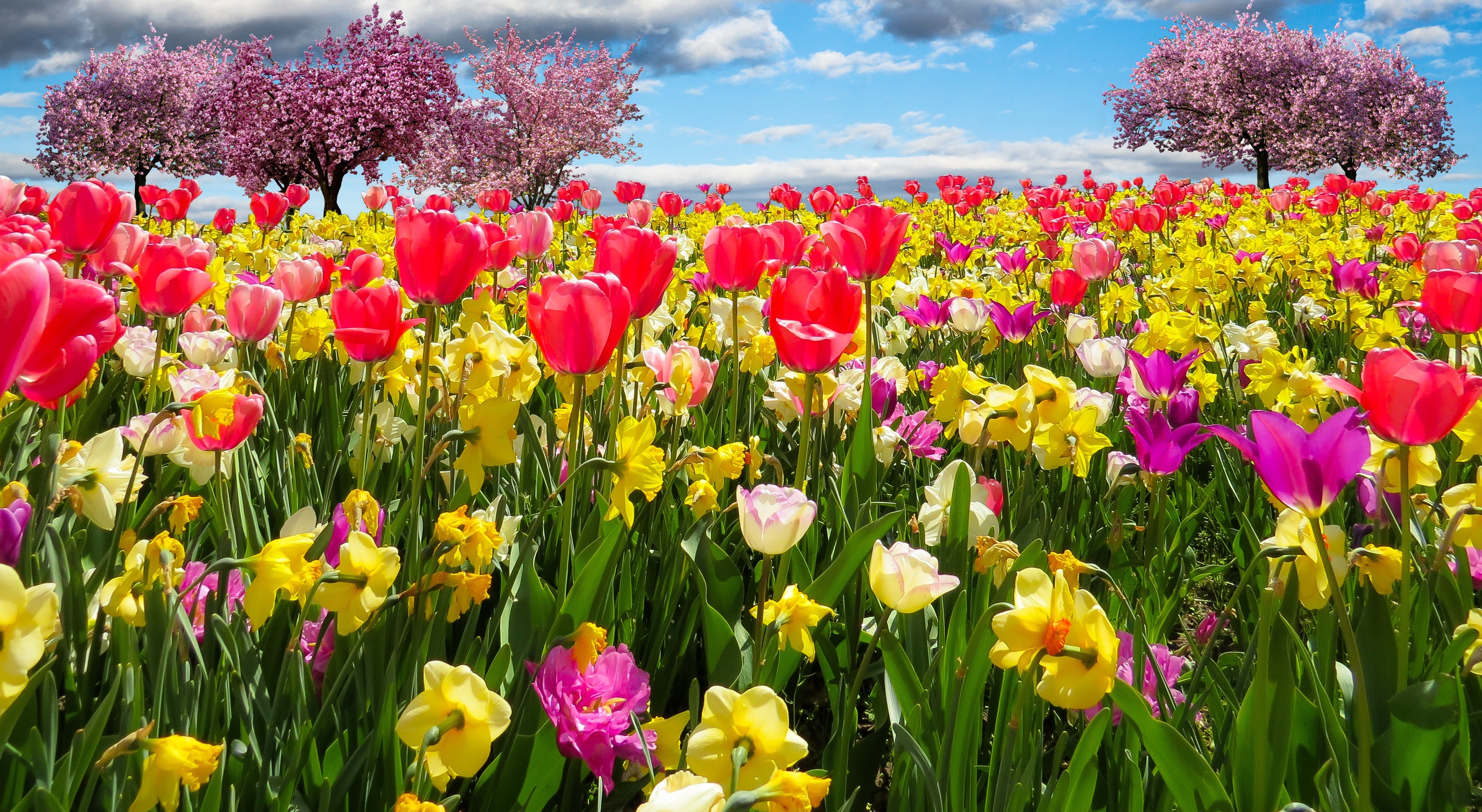 Field of Tulips and Daffodils with Cherry Blossoms HD Wallpaper