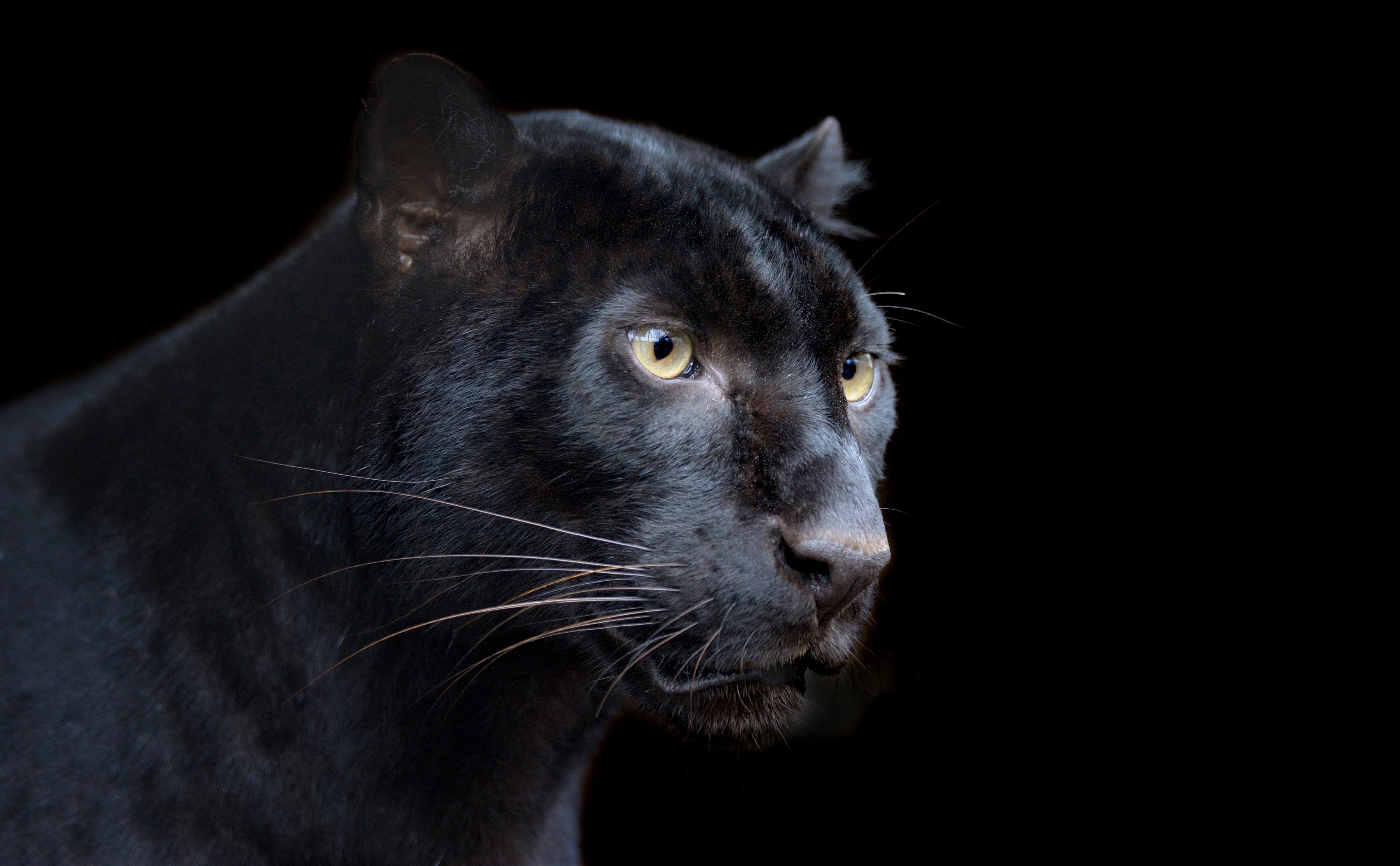 Black Panther portrait HD Wallpaper