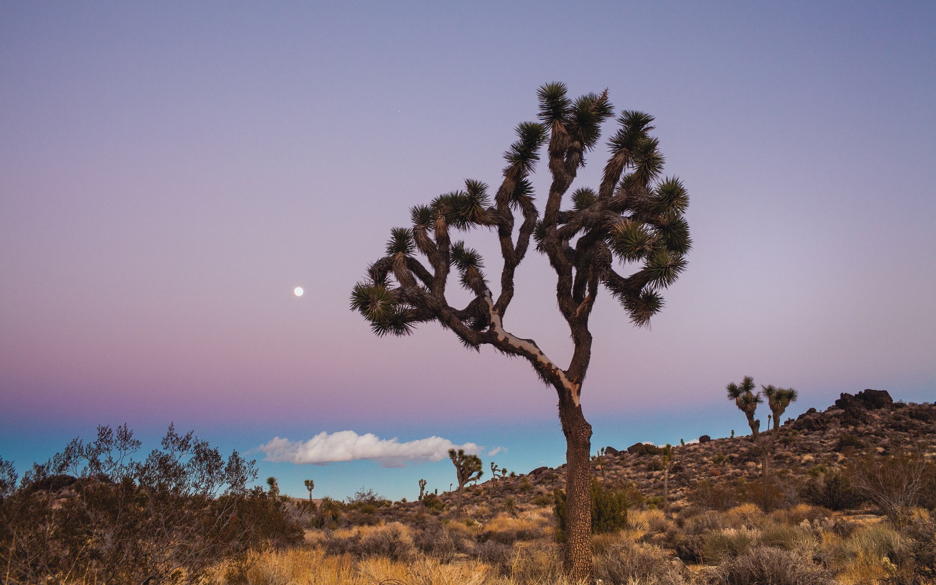 Joshua Tree at twilight with moon HD Wallpaper