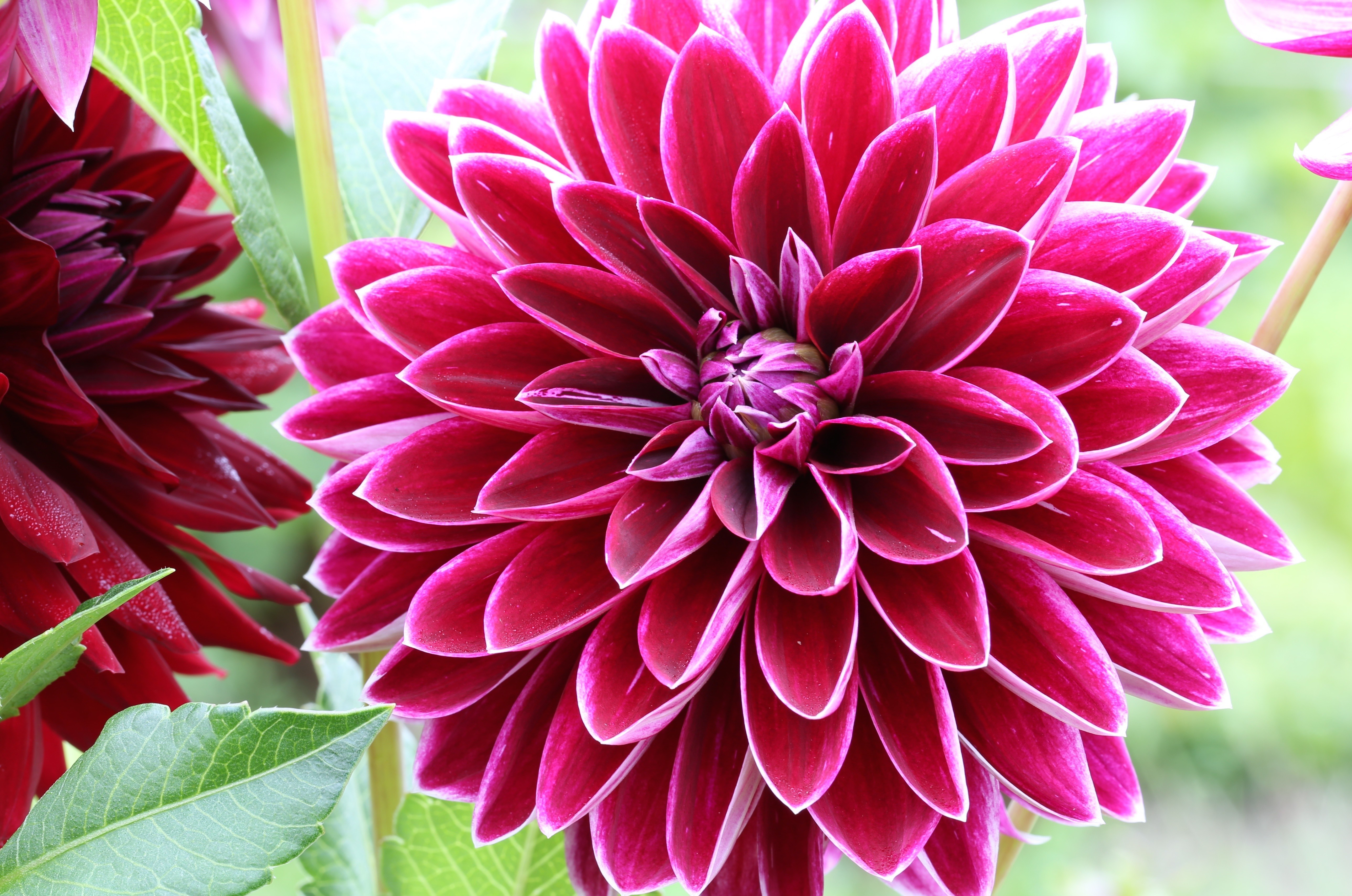 Vibrant Pink Dahlia Flower in Full Bloom HD Wallpaper