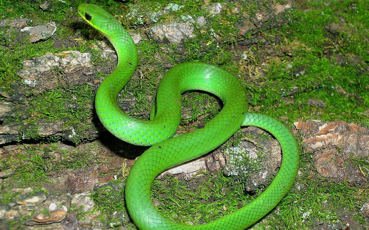 Green snake on mossy tree bark HD Wallpaper