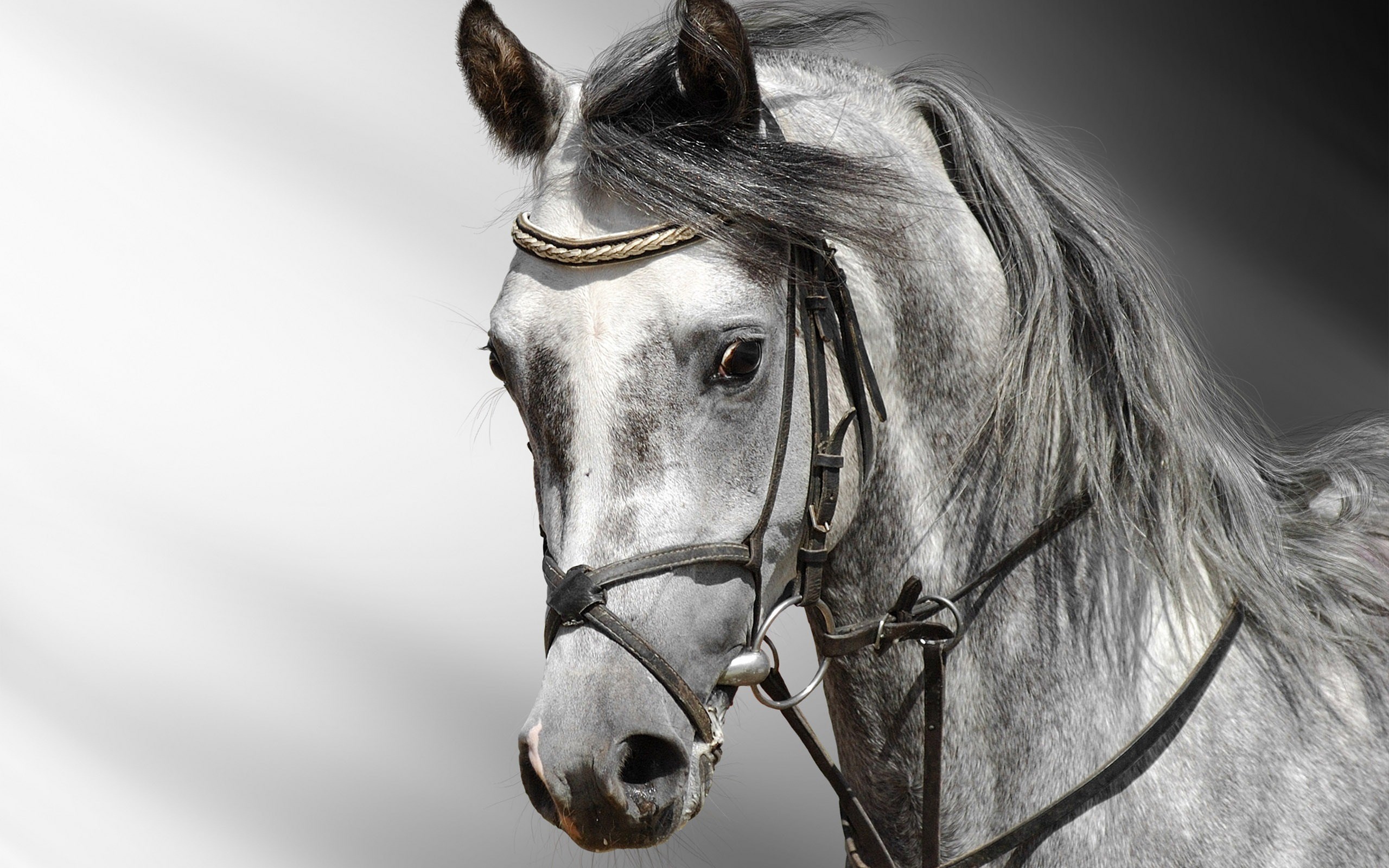 Close-up of a grey horse's head with bridle HD Wallpaper