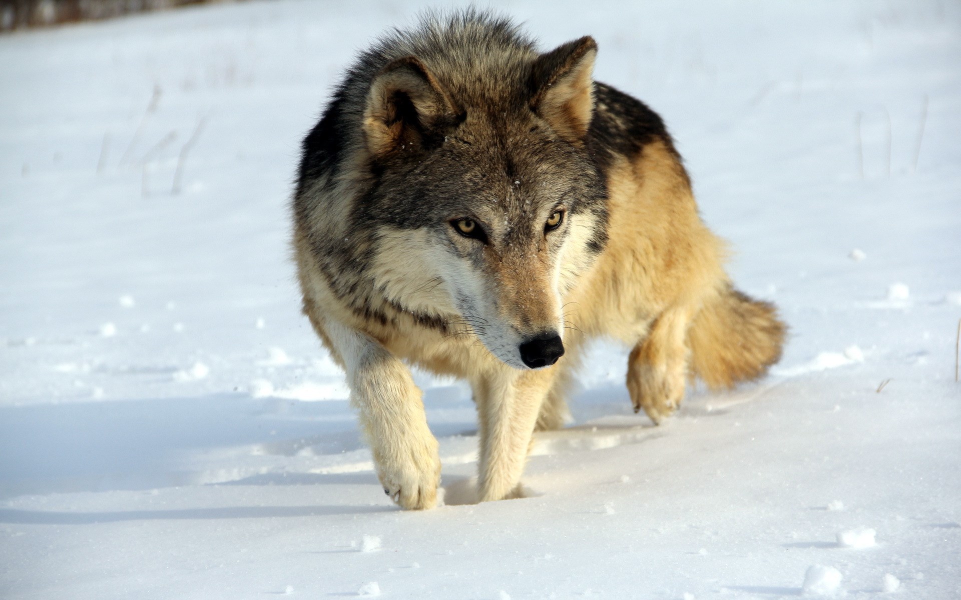 Wolf walking in the snow HD Wallpaper