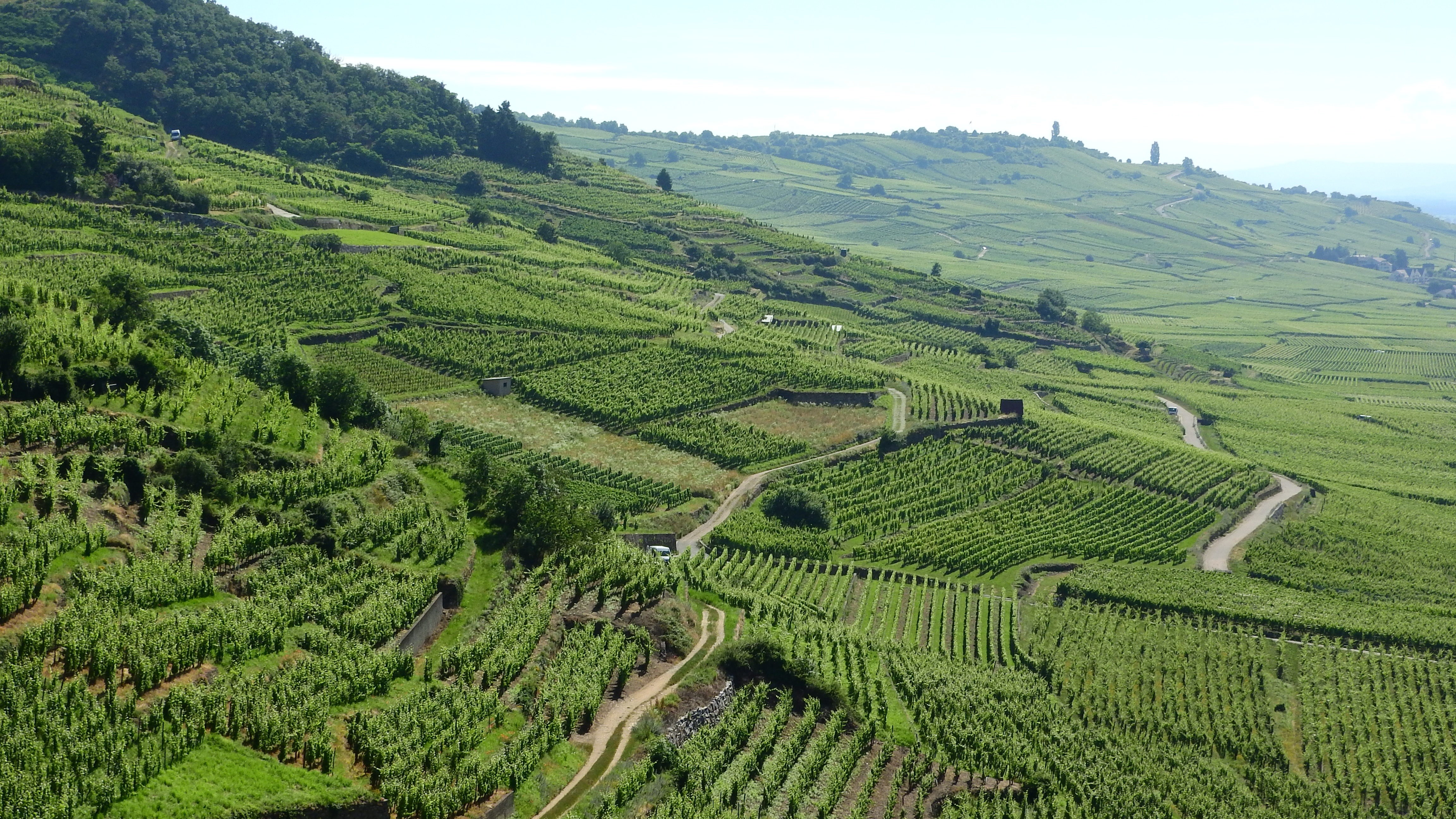 Terraced vineyards on a sunny day HD Wallpaper