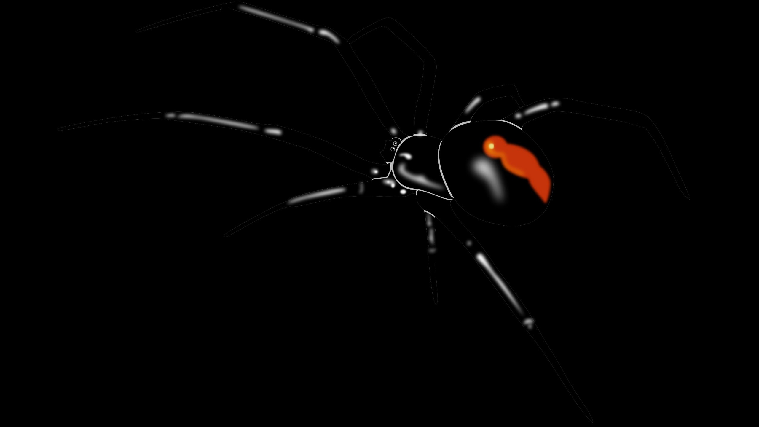 Black widow spider with red hourglass marking HD Wallpaper