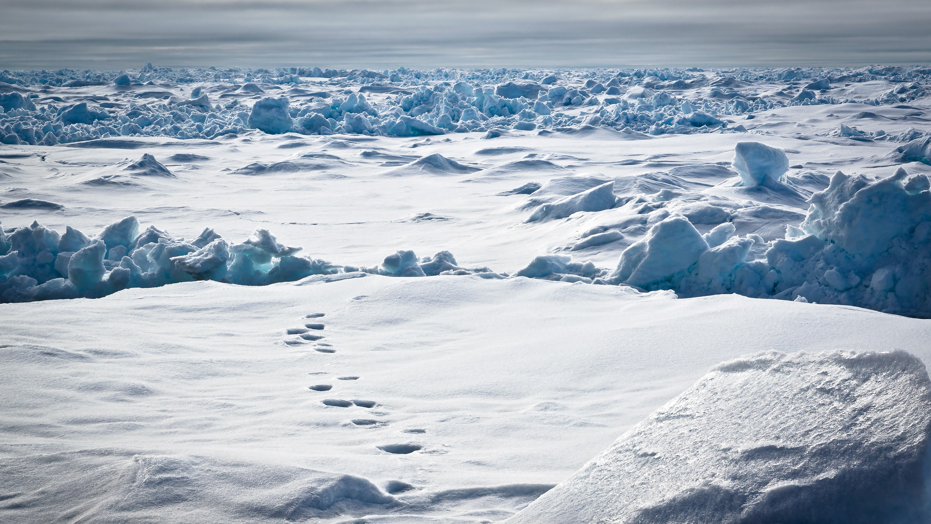 Footprints in the Arctic ice field 4K HD Wallpaper