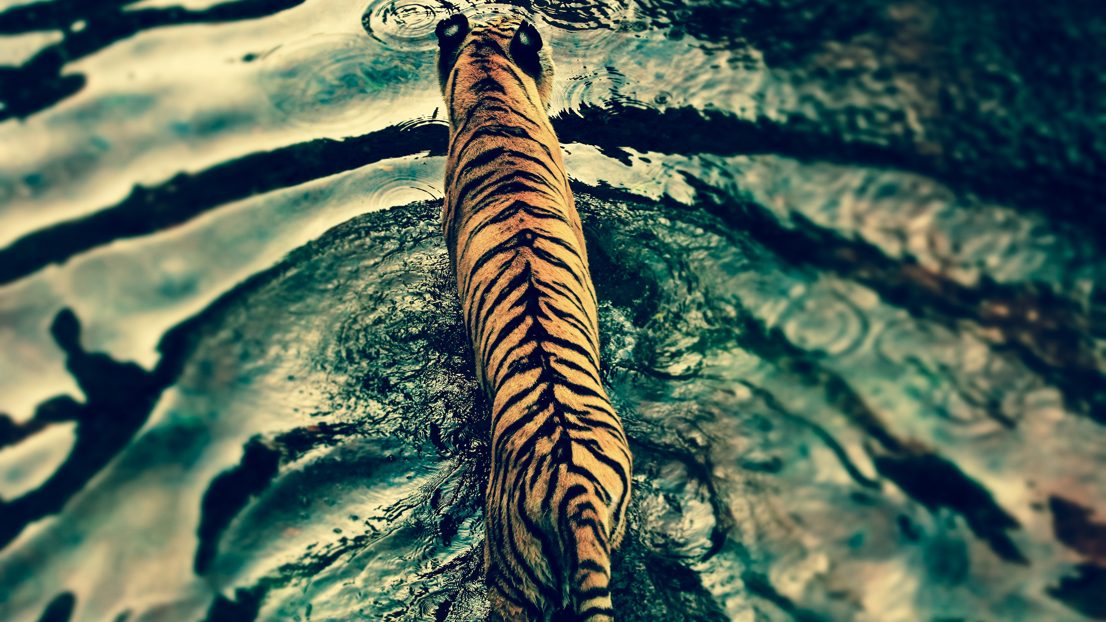 Tiger walking in water HD Wallpaper