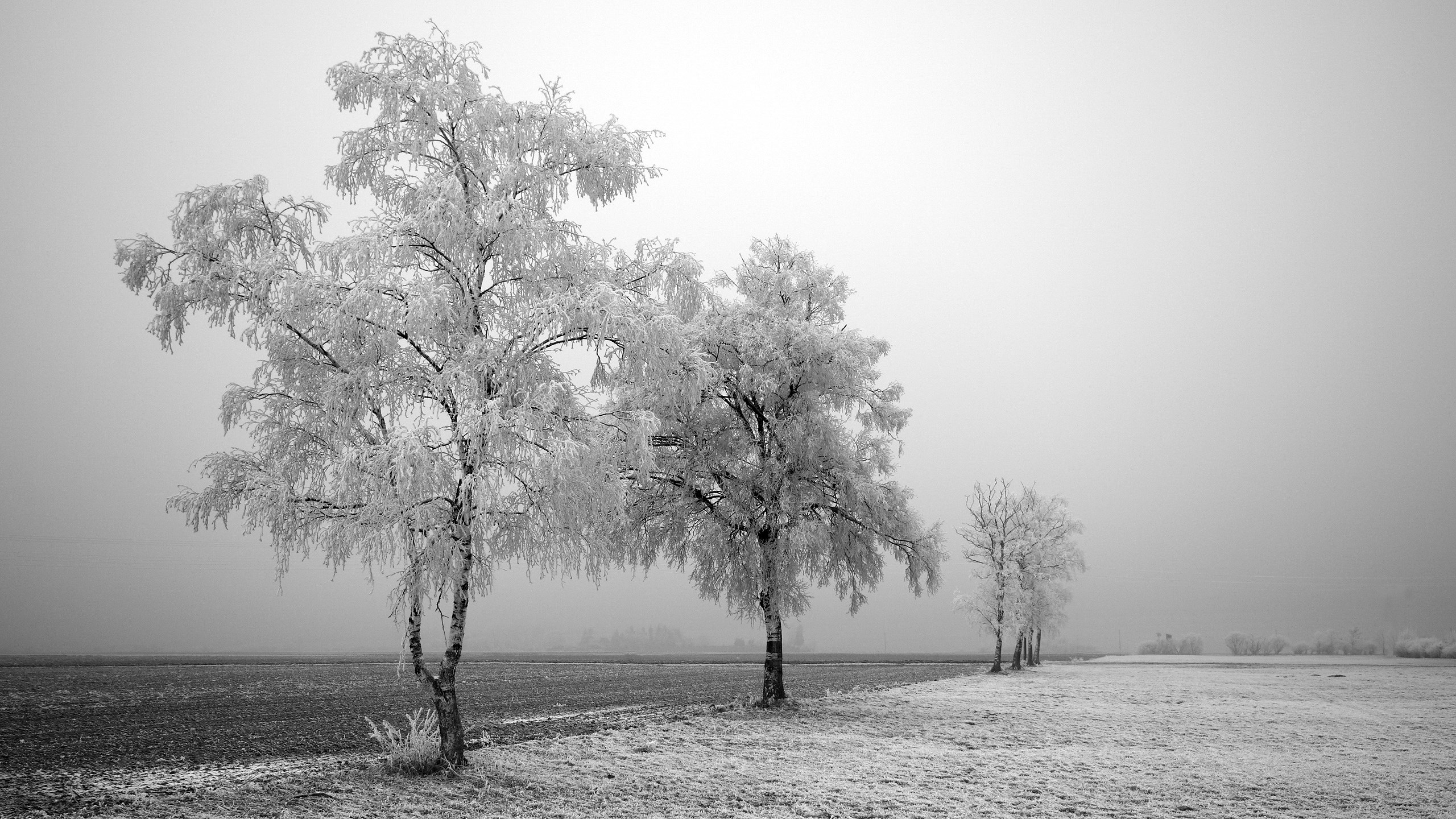 Winter trees covered in frost in a field HD Wallpaper