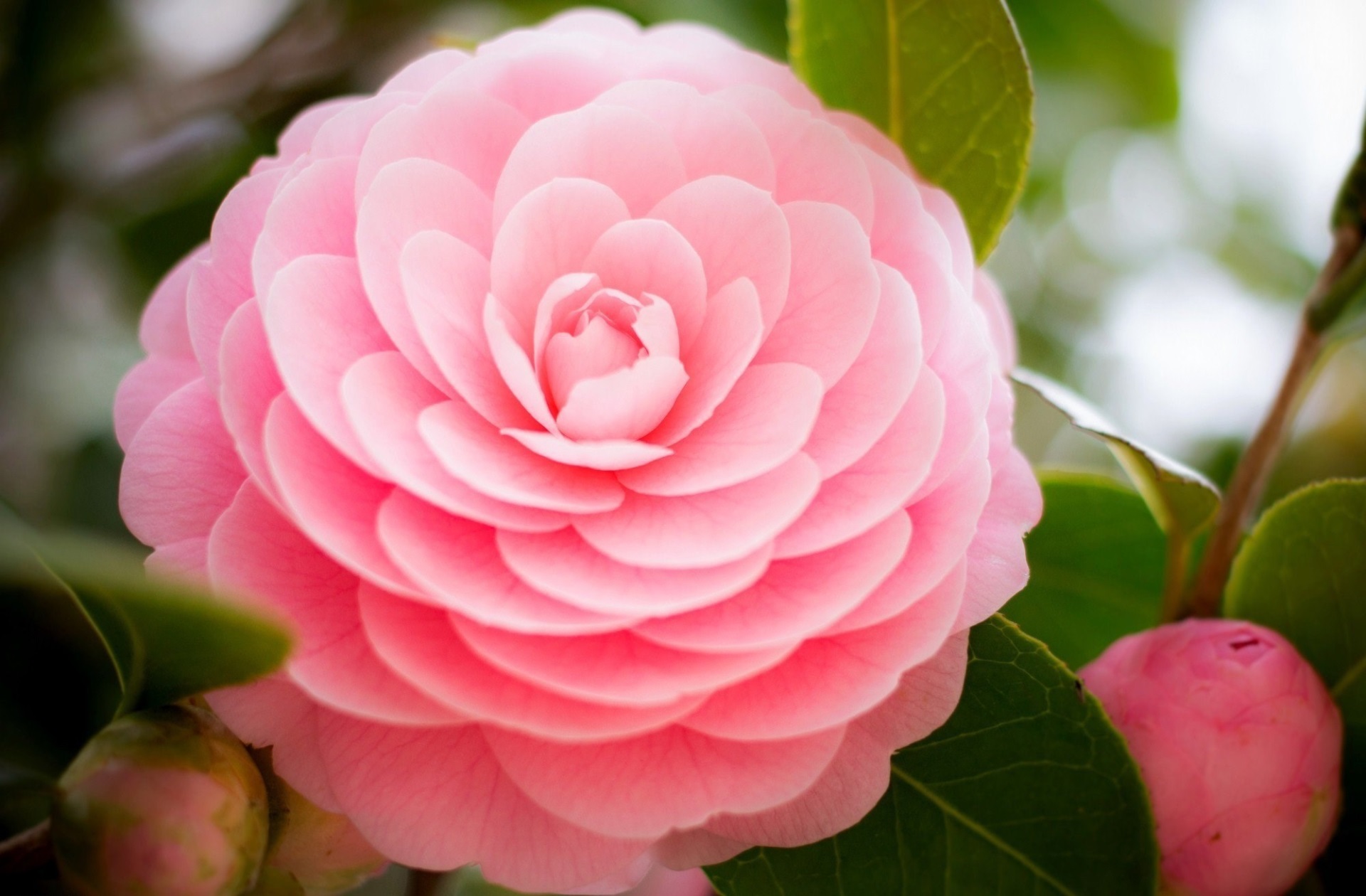 Pink Camellia Flower HD Wallpaper