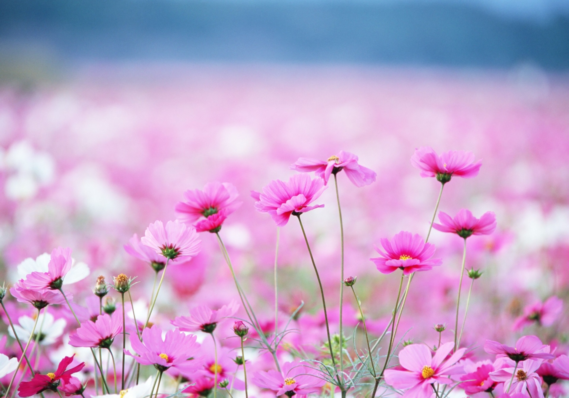 Field of Vibrant Pink Wildflowers HD Wallpaper