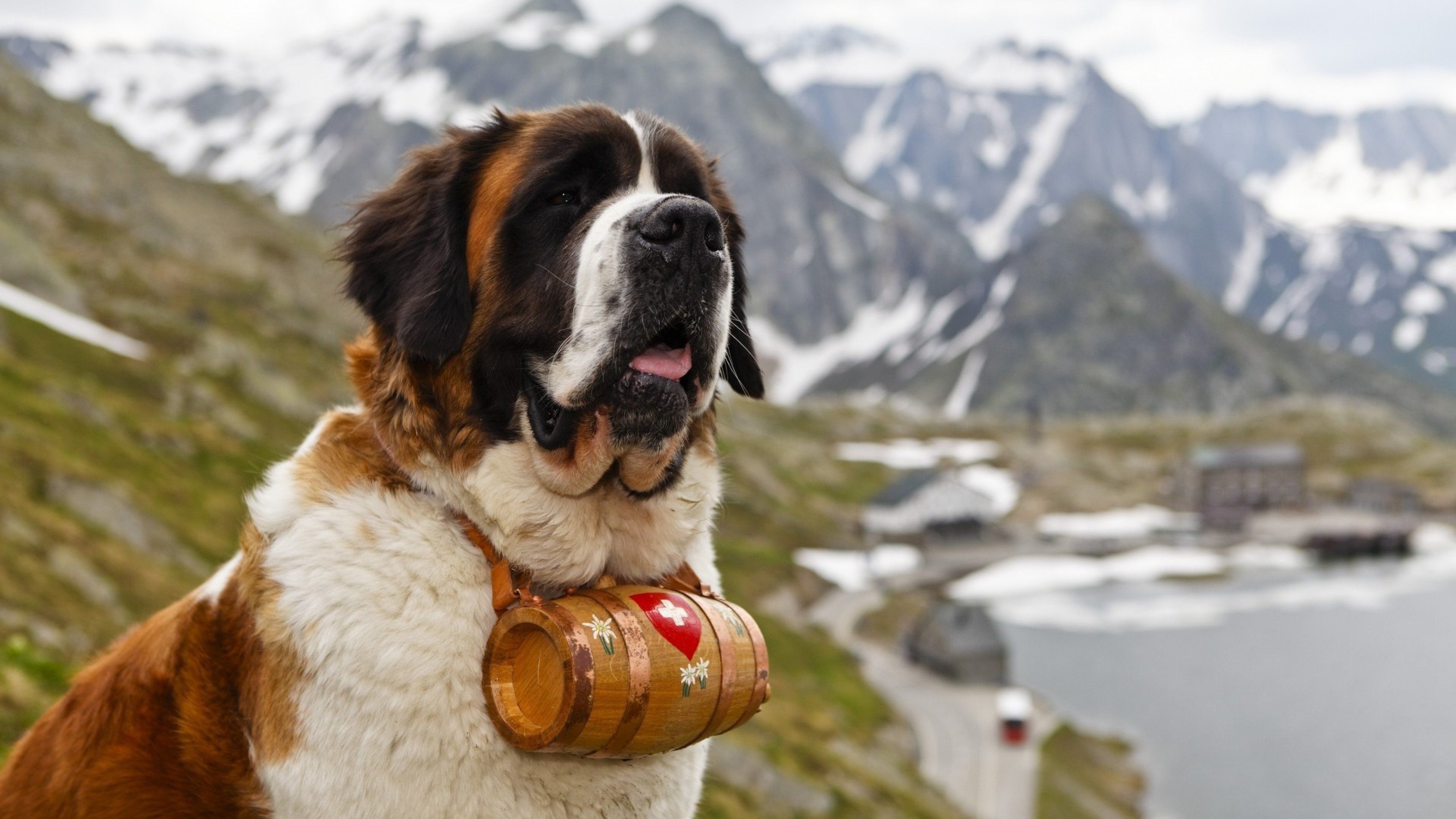Saint Bernard dog with barrel in mountains HD Wallpaper