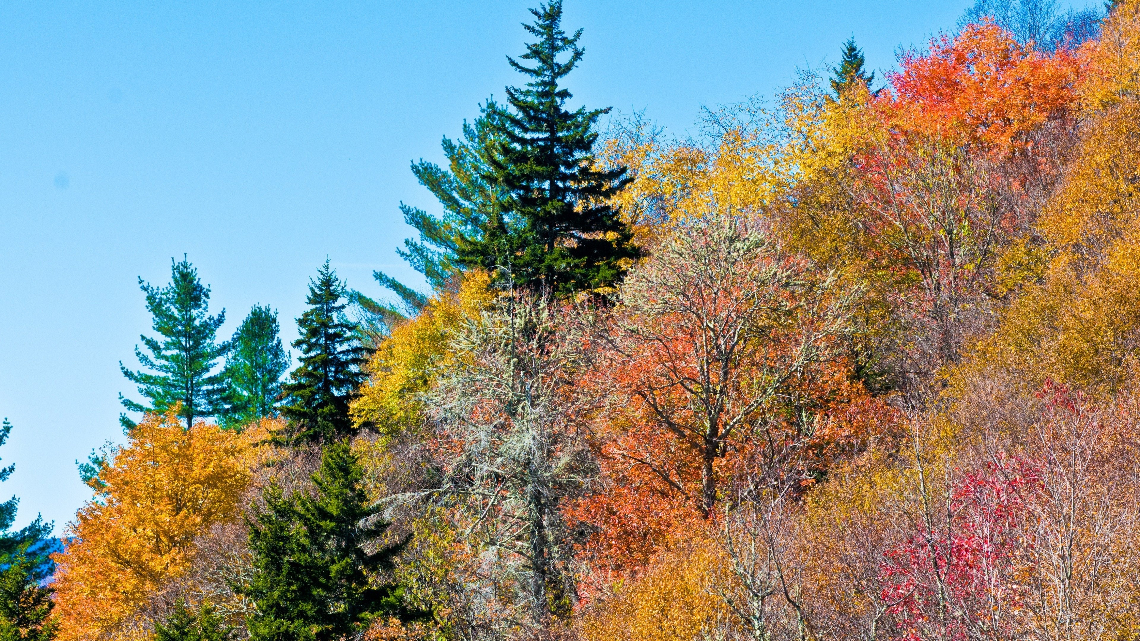 Colorful autumn trees on a mountainside 4K HD Wallpaper
