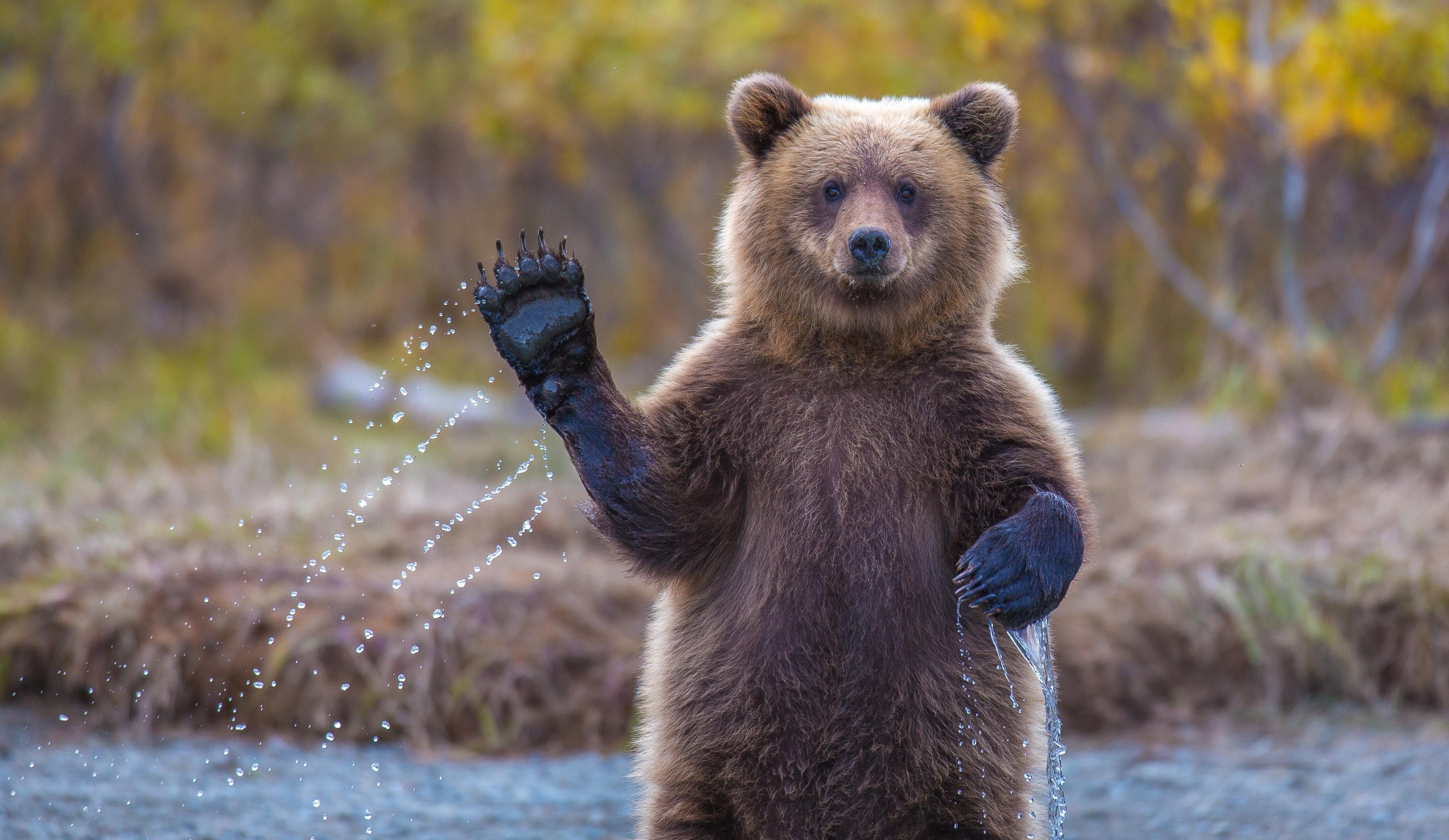 Brown bear waving paw with water splashes HD Wallpaper