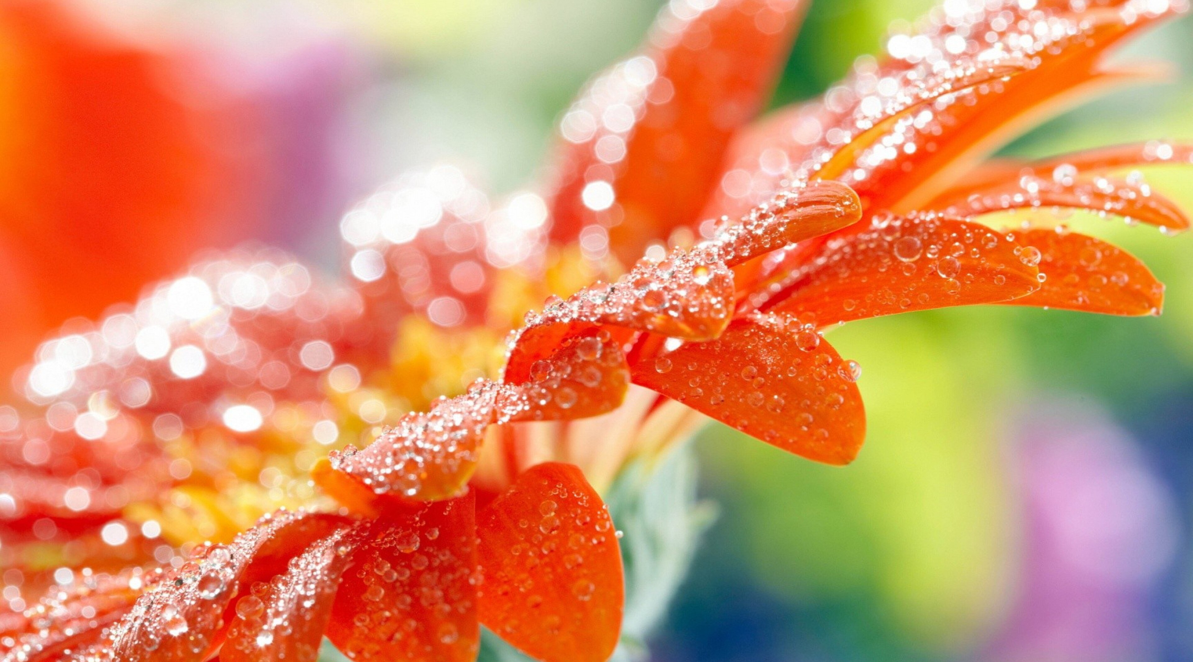 Macro orange flower with water droplets 4K HD Wallpaper