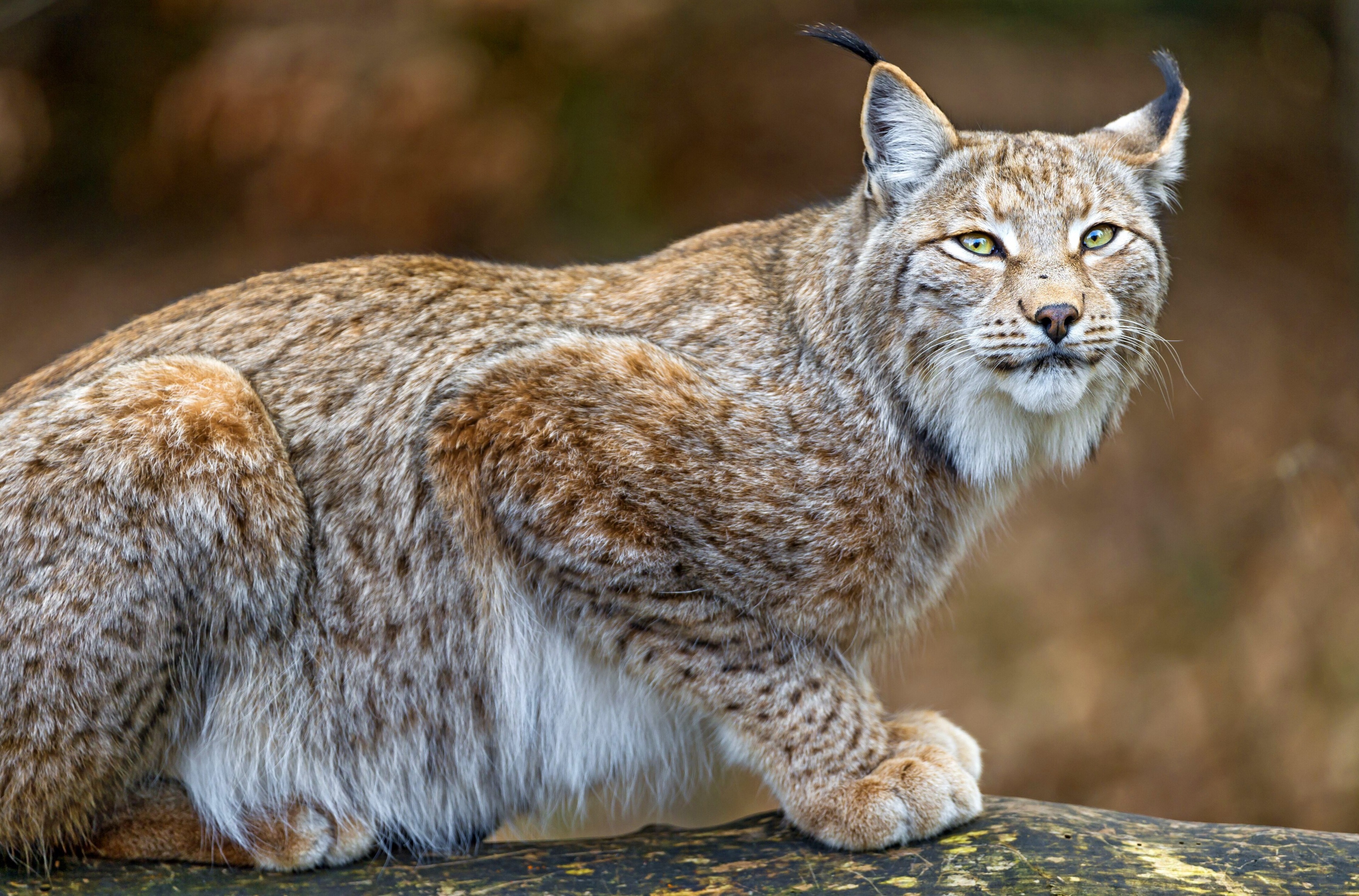 Lynx 4K HD Wallpaper