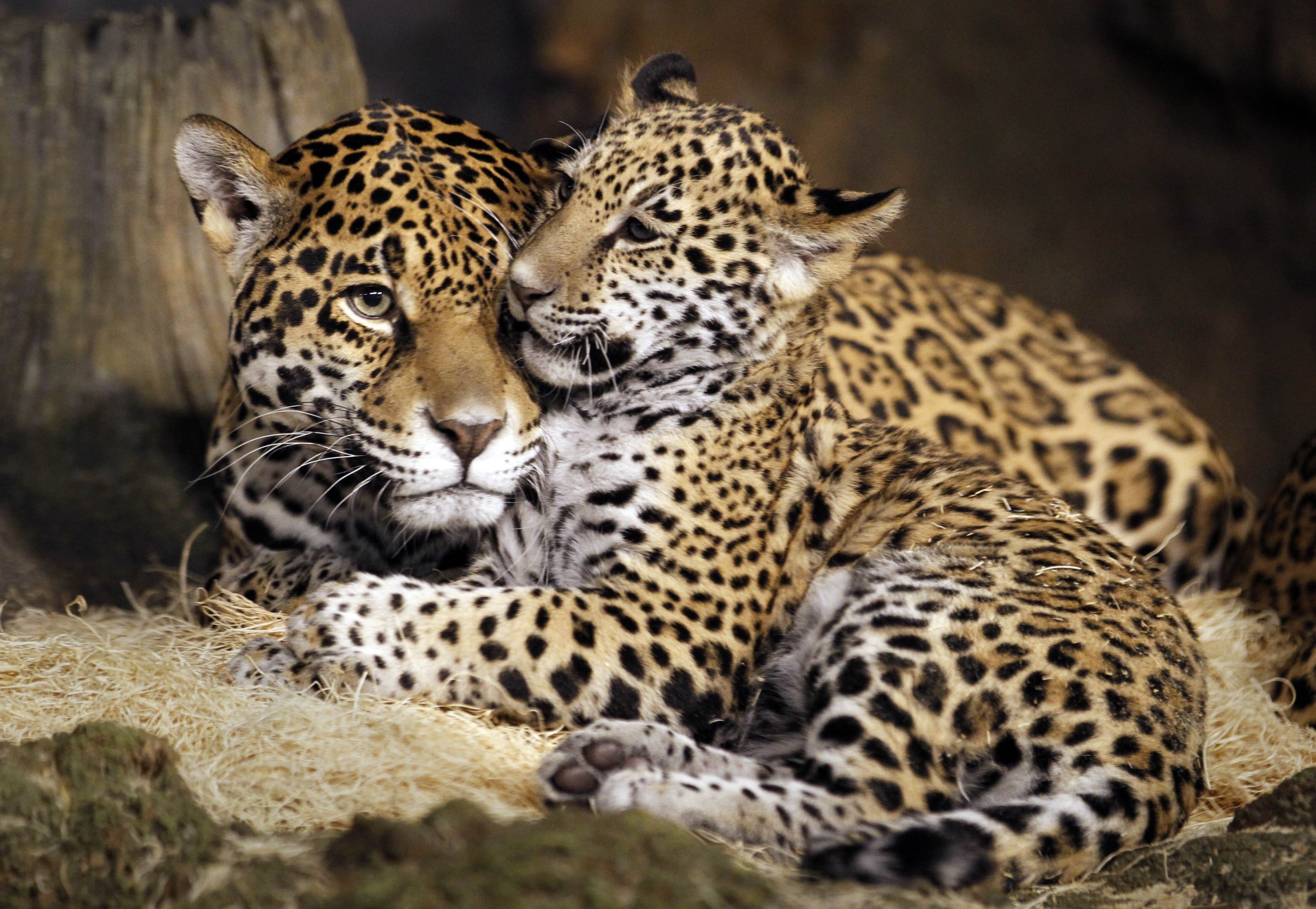 Jaguar mother and cub resting HD Wallpaper