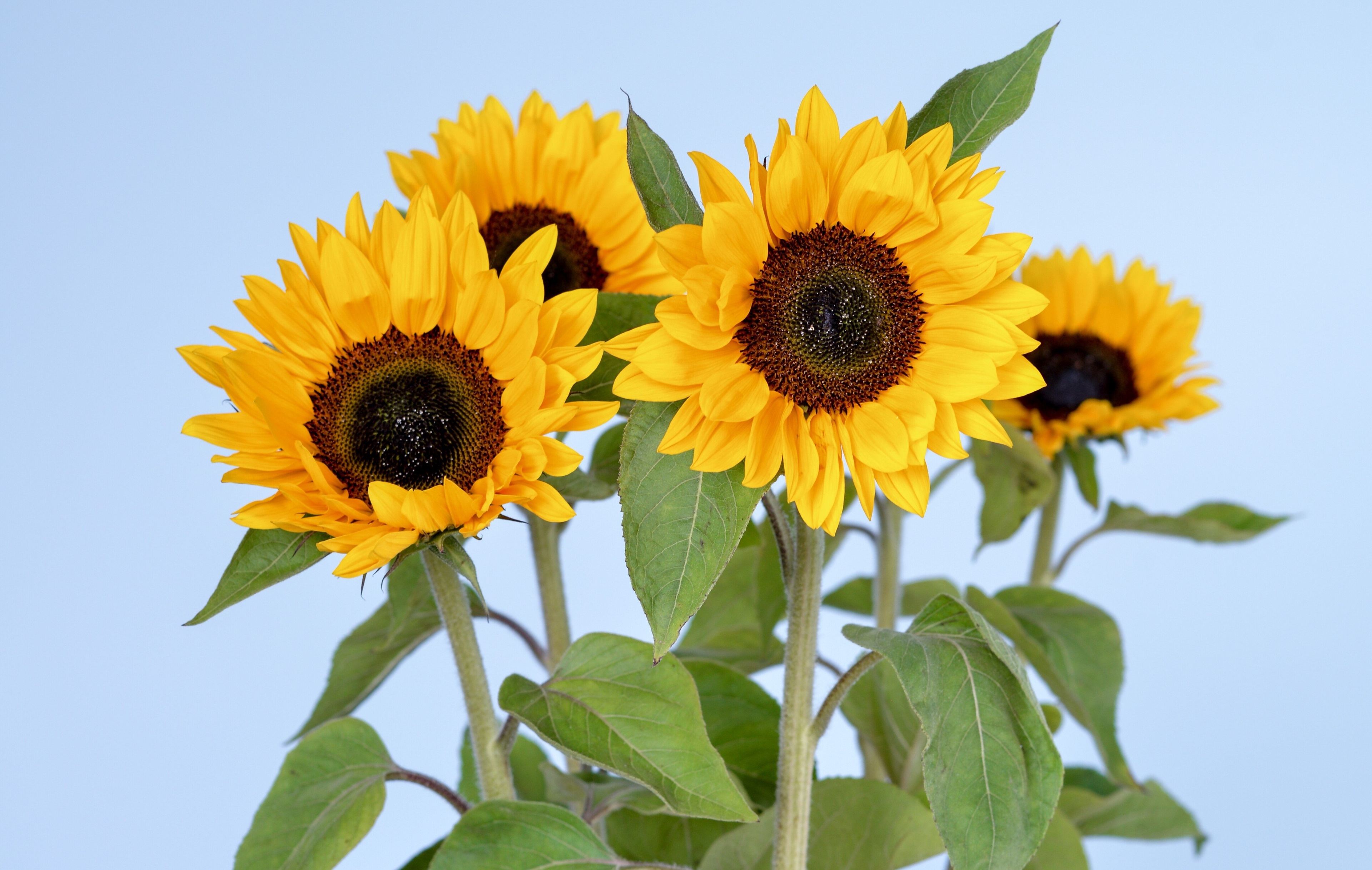 Four sunflowers against a light blue background HD Wallpaper