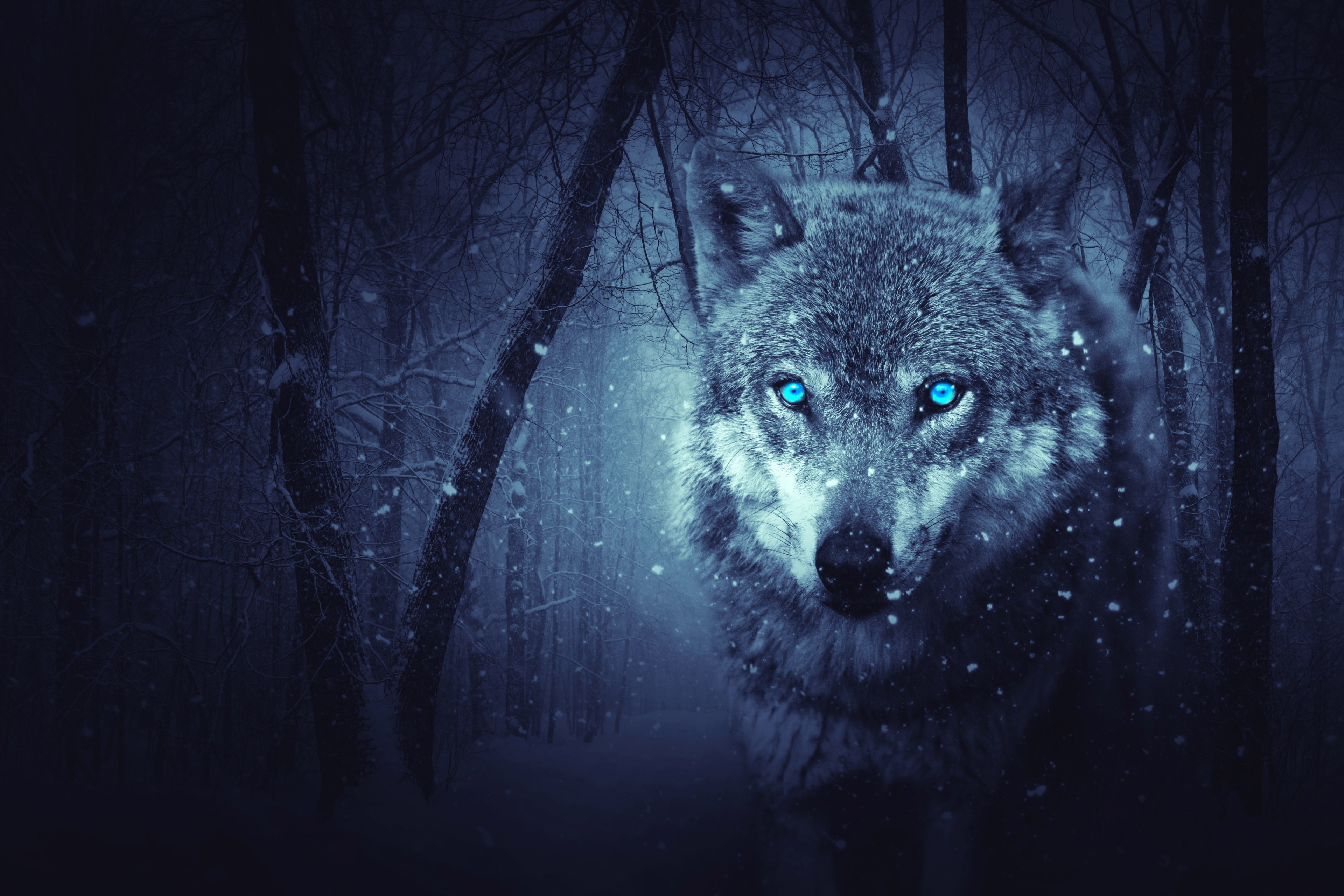 Wolf with glowing blue eyes in a snowy forest HD Wallpaper
