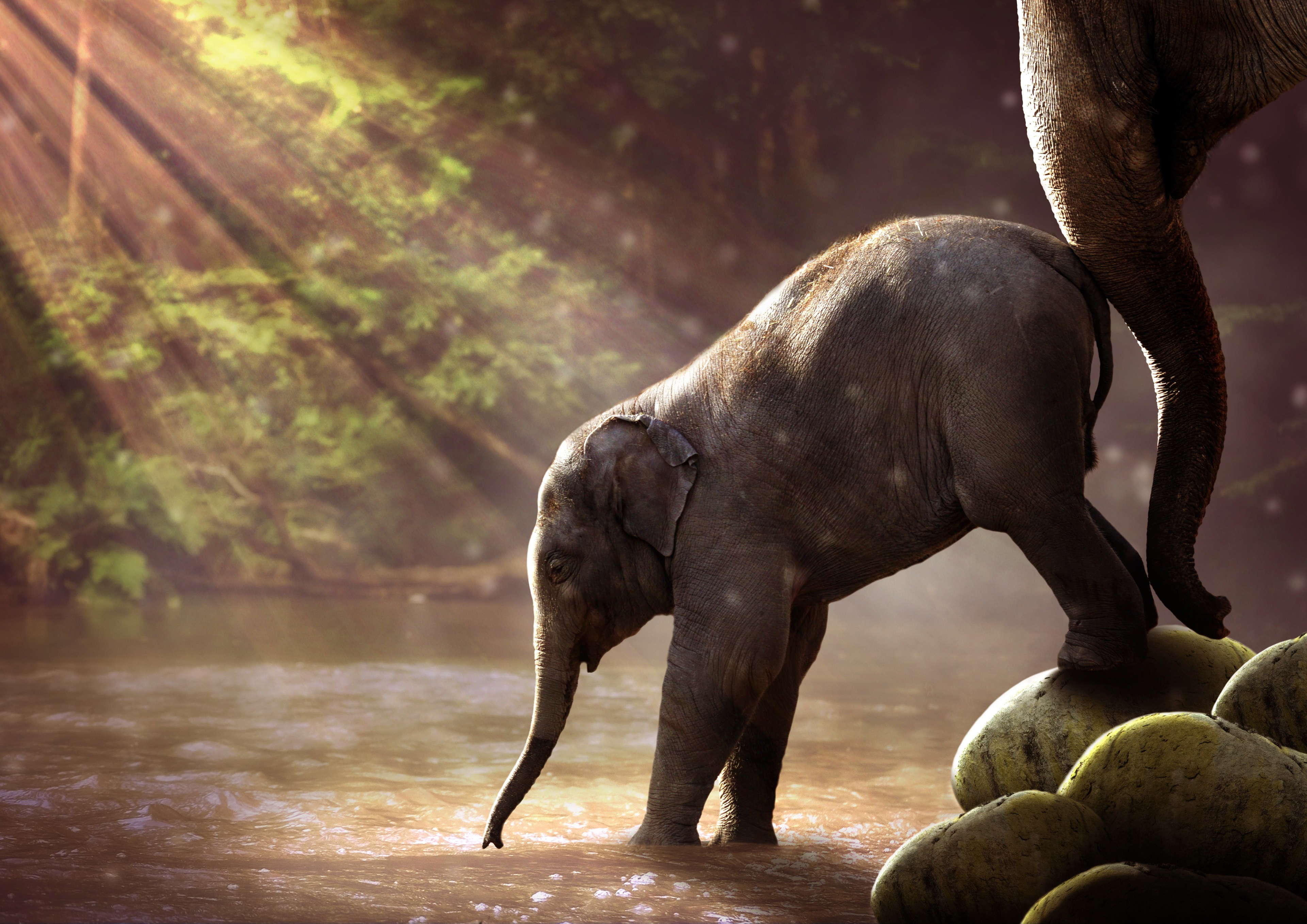 Elephant calf in a river with sunbeams HD Wallpaper