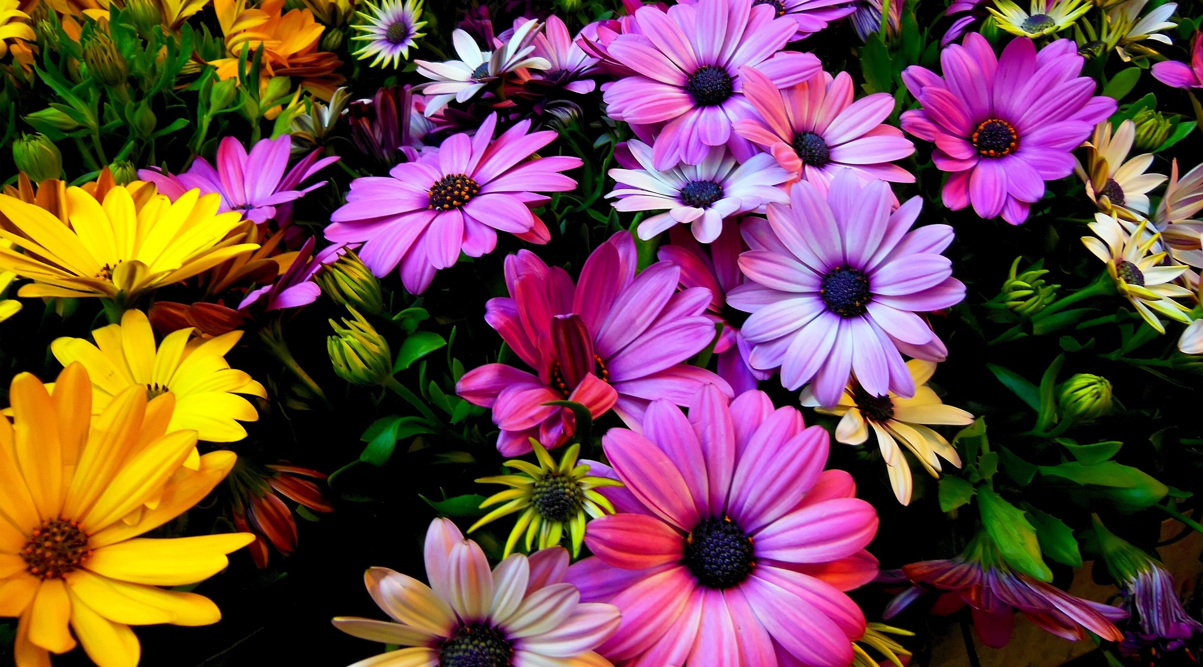 Vibrant 4K Close-Up of Multicolored Flowers HD Wallpaper