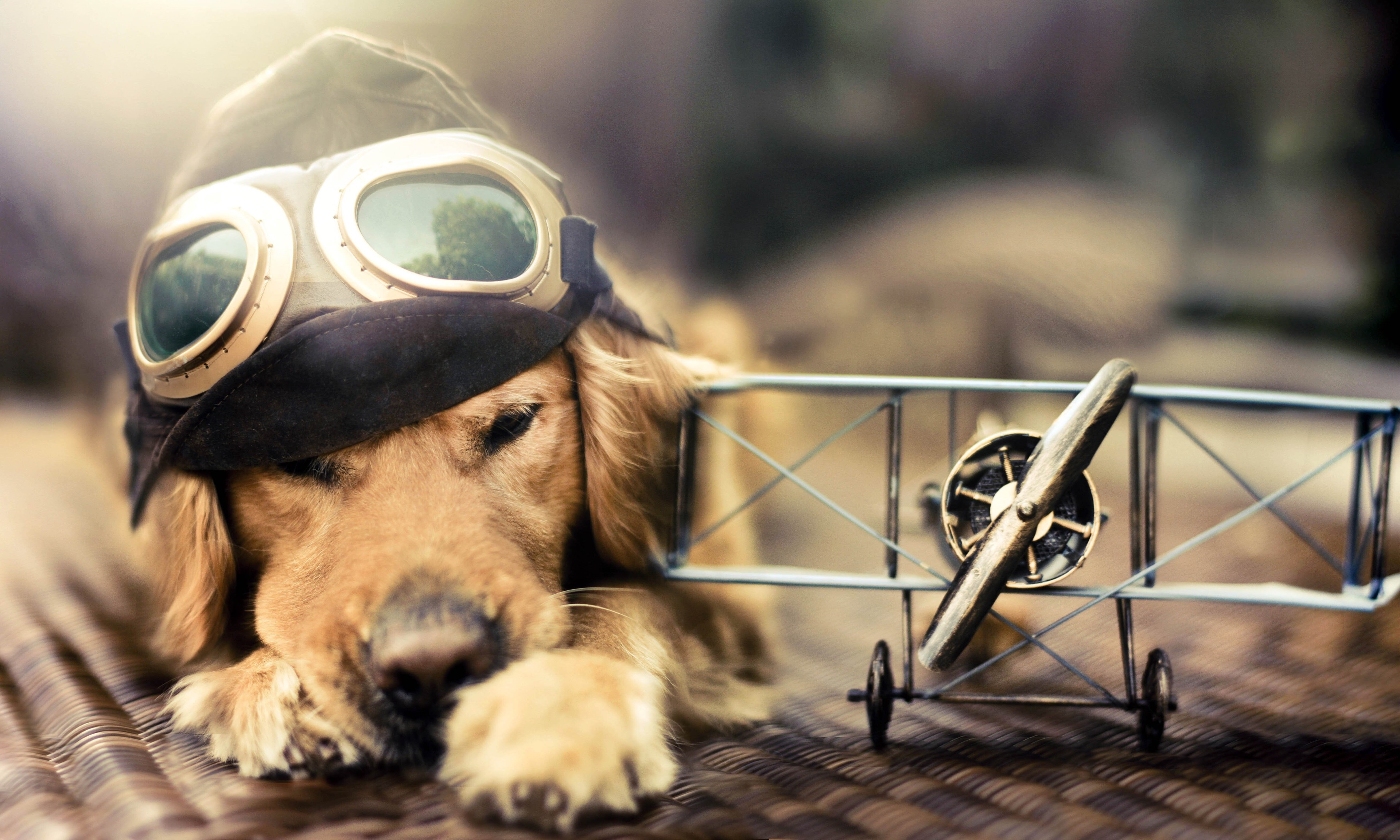 Golden Retriever puppy wearing aviator hat and goggles with toy airplane HD Wallpaper