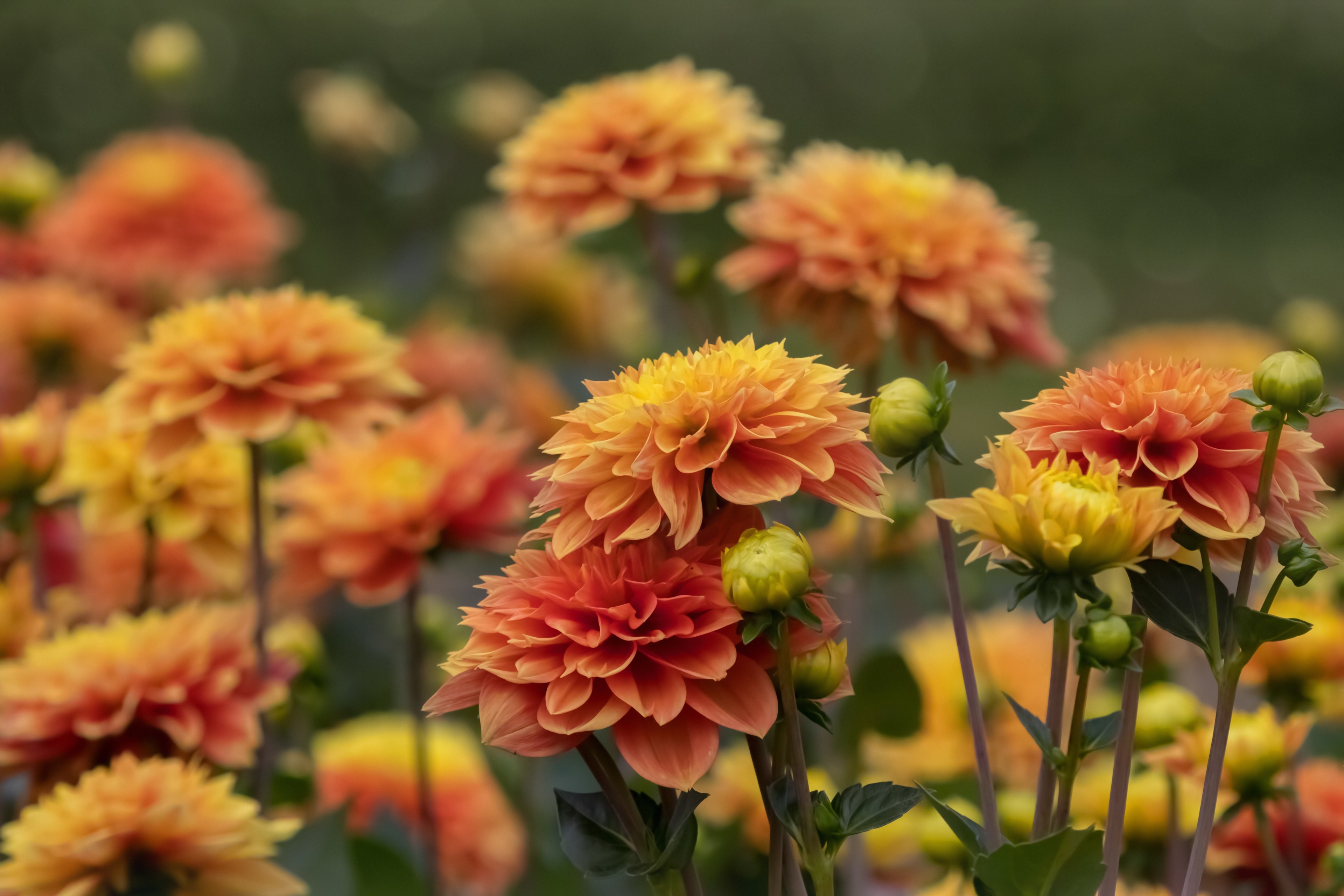 Orange and yellow dahlias in bloom HD Wallpaper