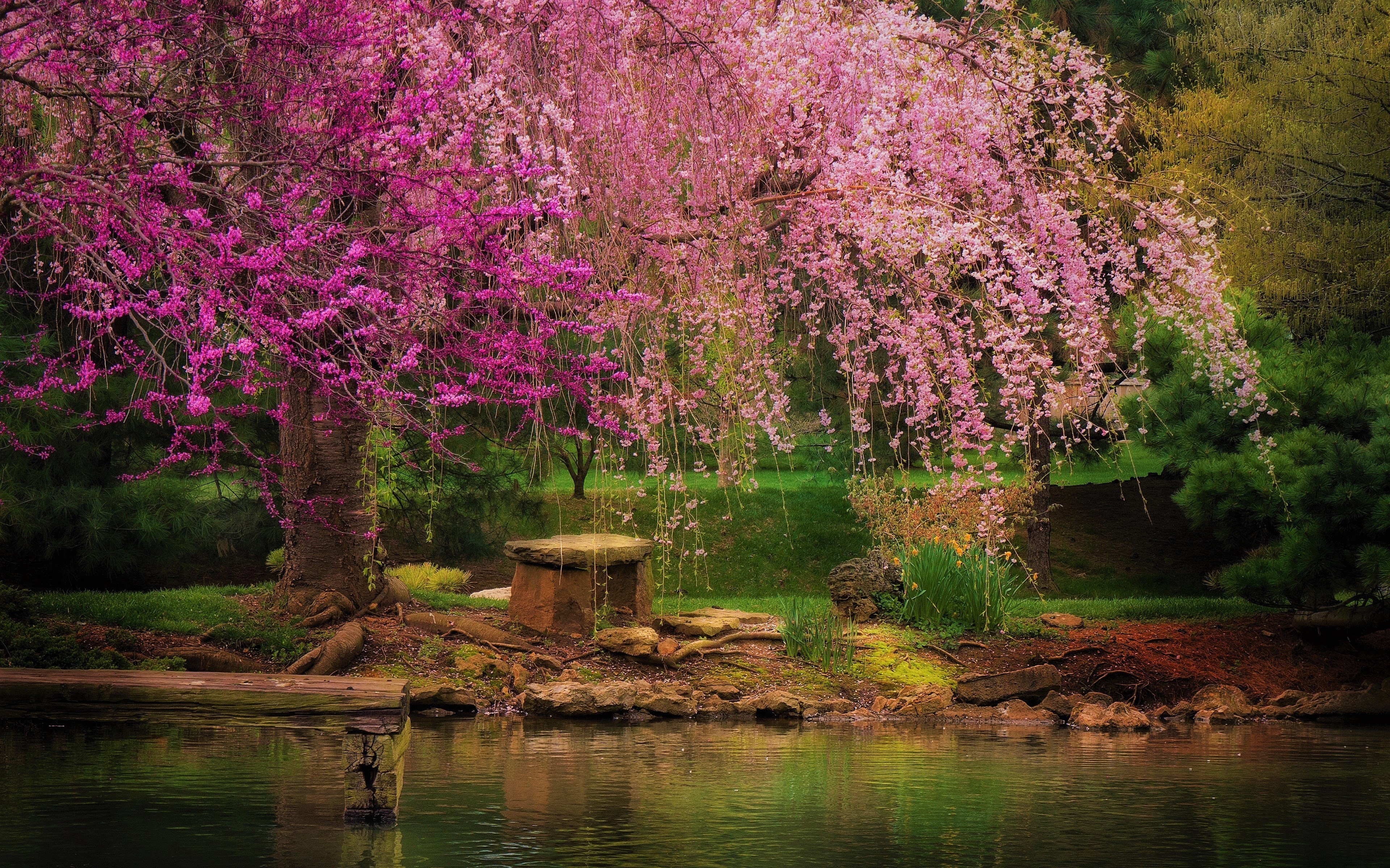 Weeping cherry tree and redbud tree by pond HD Wallpaper