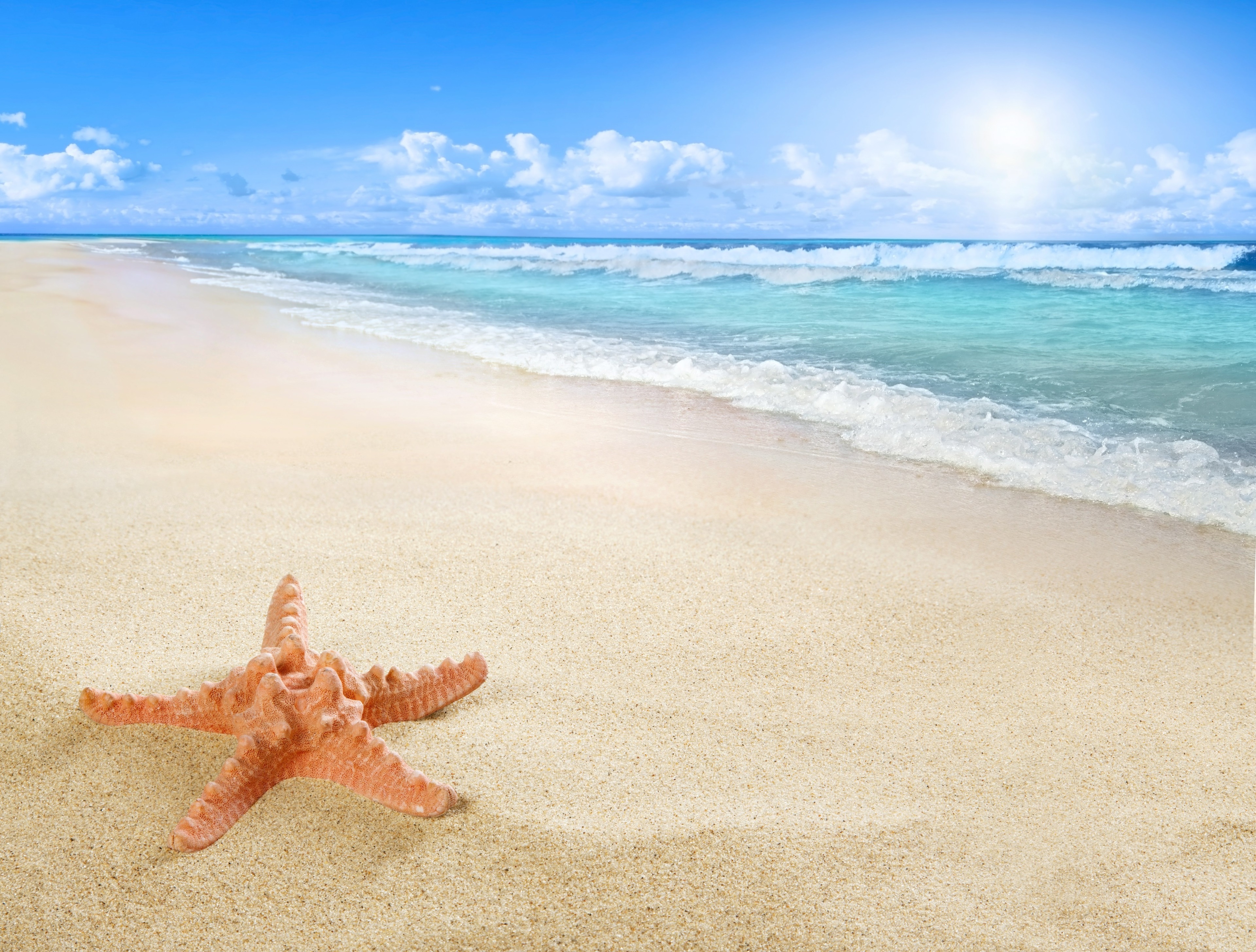Starfish on a sandy beach with ocean waves HD Wallpaper