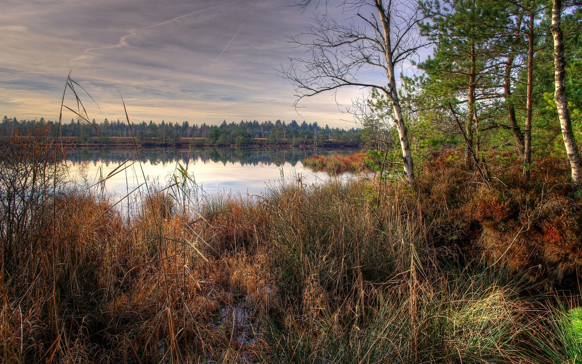 Marshland with lake and forest reflection HD Wallpaper