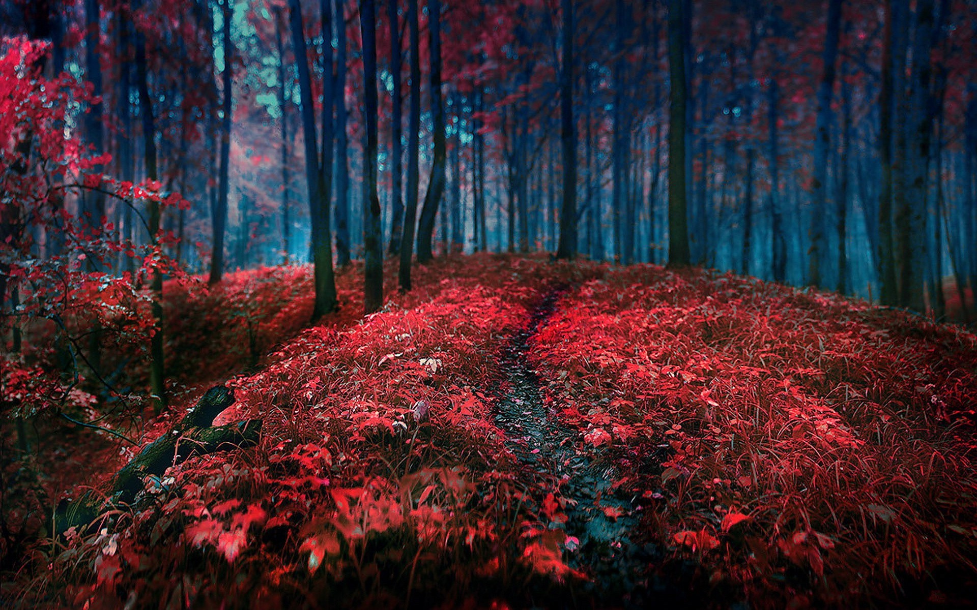 Red forest path with trees and leaves HD Wallpaper