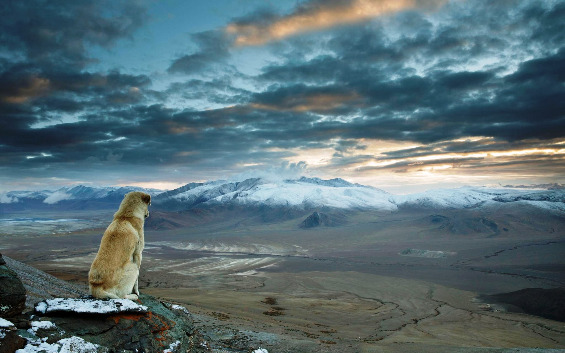 Dog sitting on a rock overlooking mountains HD Wallpaper
