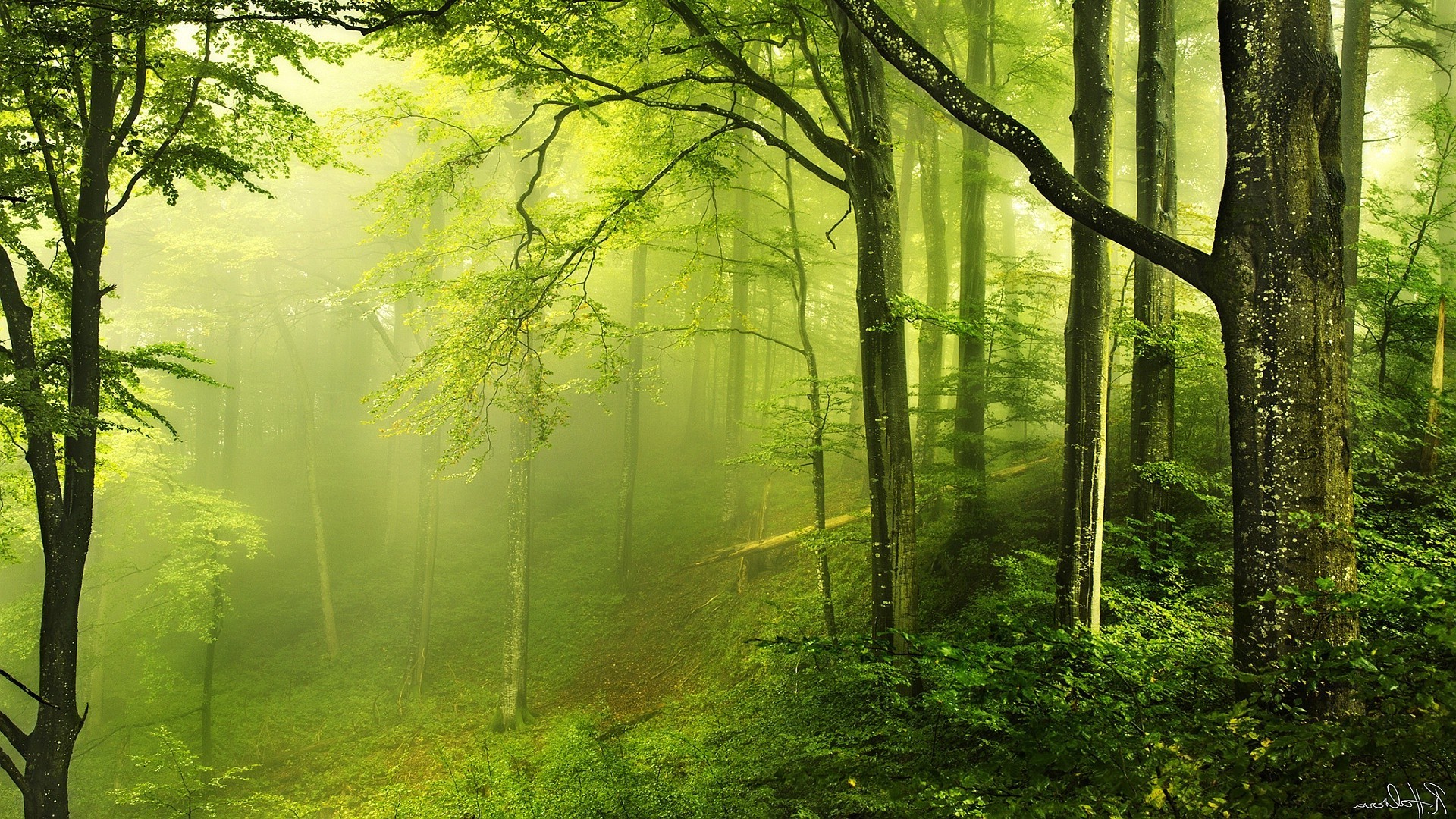 Misty green forest with sunbeams filtering through trees HD Wallpaper