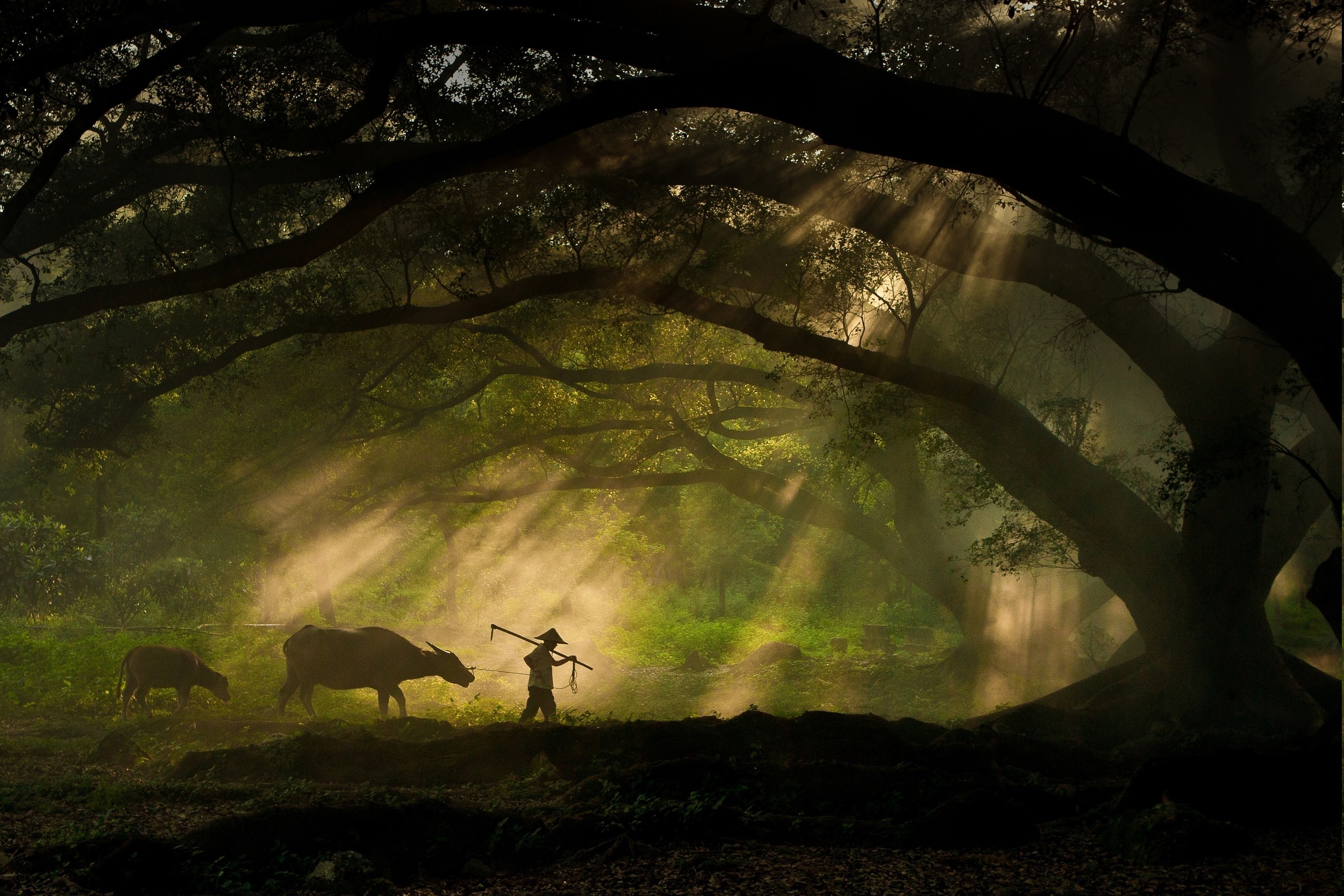 Farmer with buffaloes walking through sunlit forest HD Wallpaper