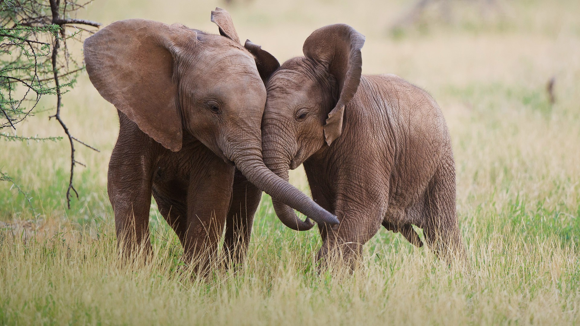 Two baby elephants touching trunks in a grassy field HD Wallpaper
