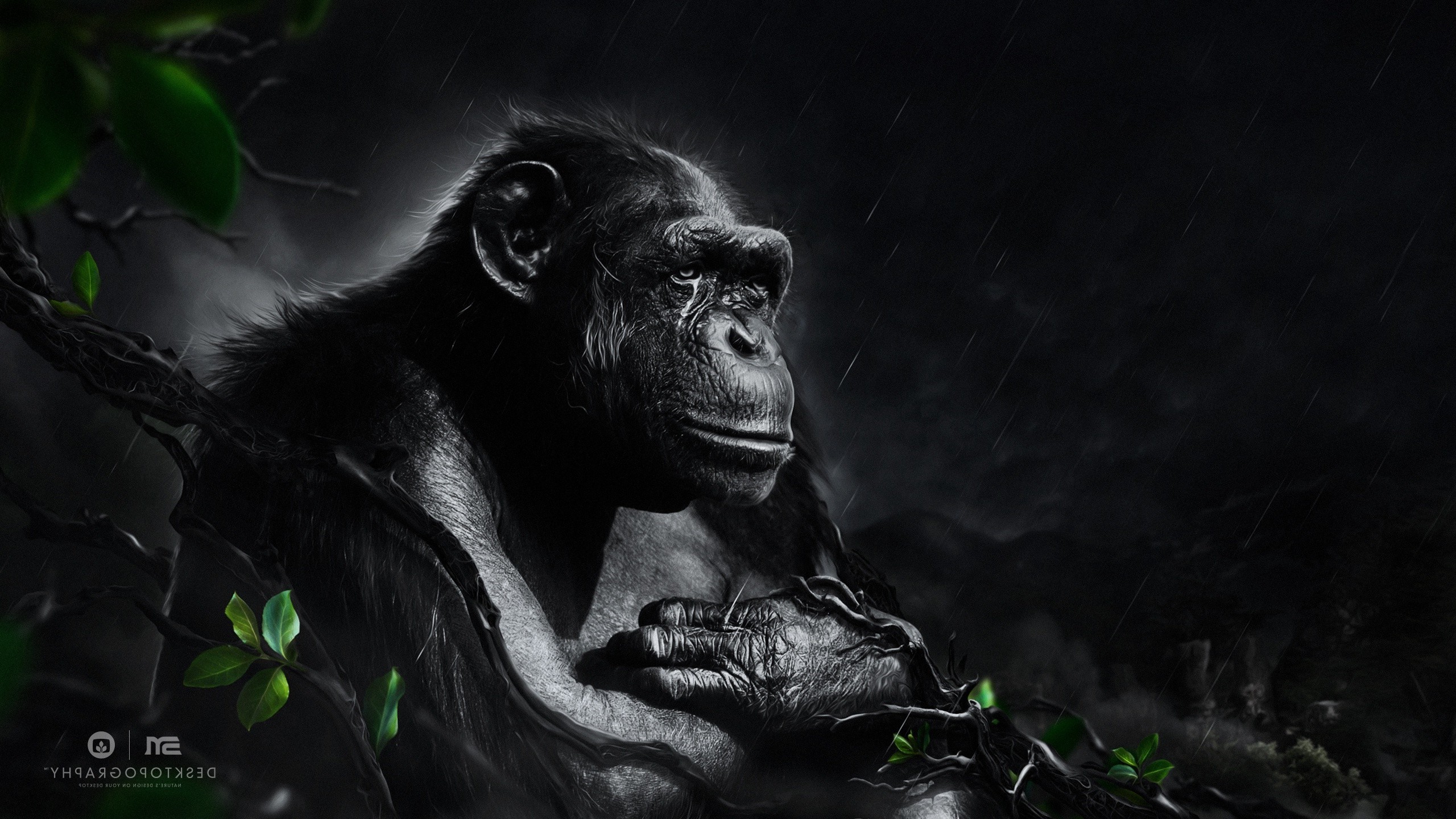 Chimpanzee in the rain HD Wallpaper