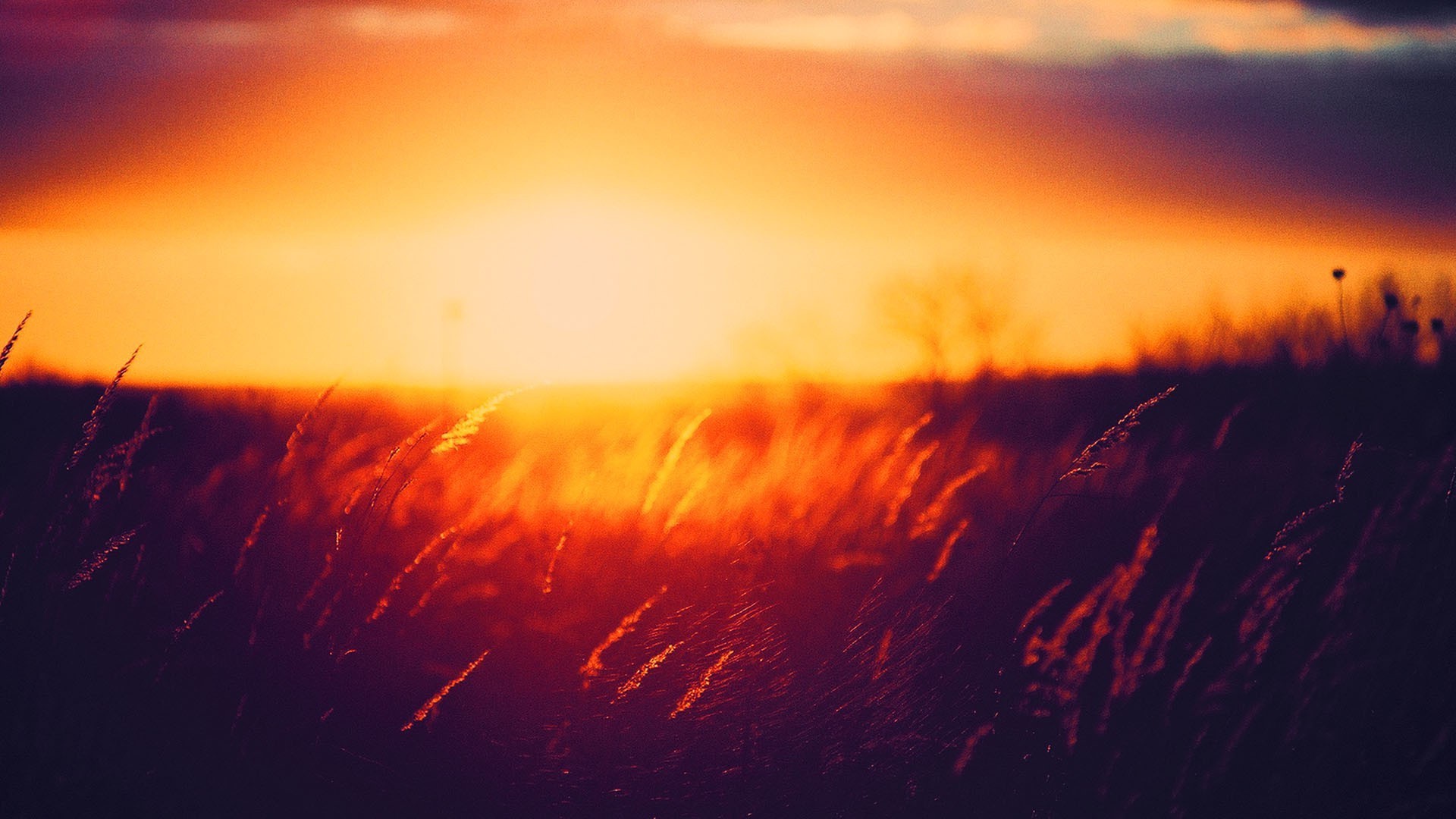 Sunset over a field of grass HD Wallpaper