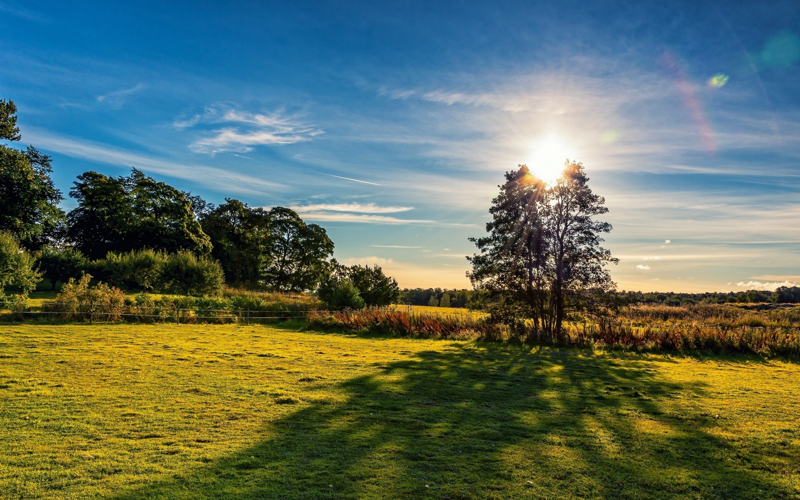 Sunset Behind Trees Casting Long Shadows on Grass HD Wallpaper