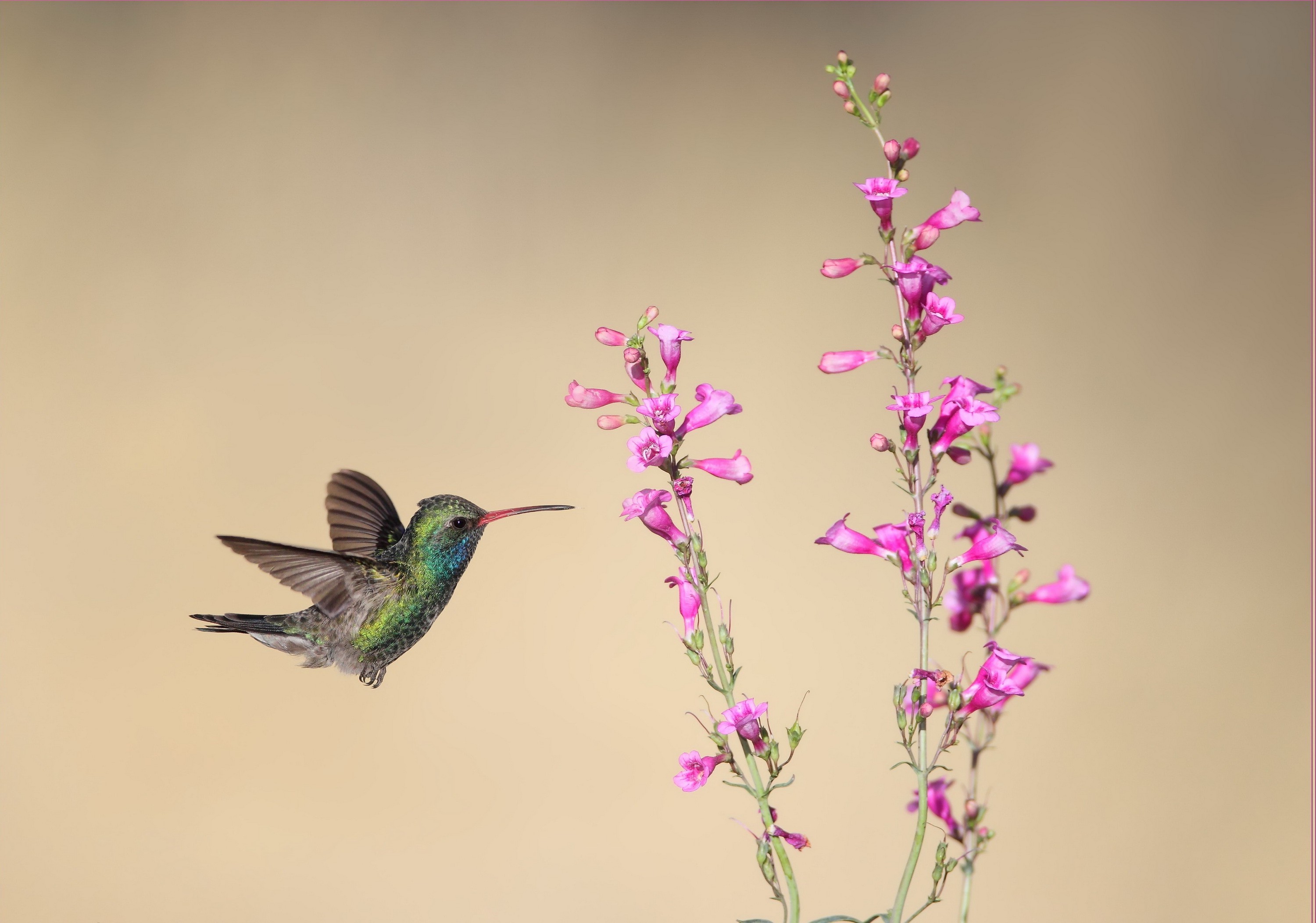 Hummingbird feeding on pink flowers HD Wallpaper