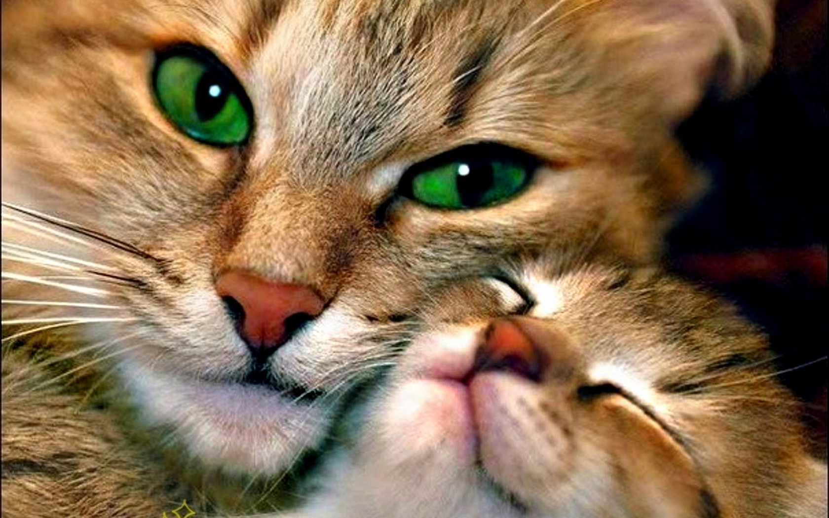 Close-up of Two Affectionate Cats with Green Eyes HD Wallpaper